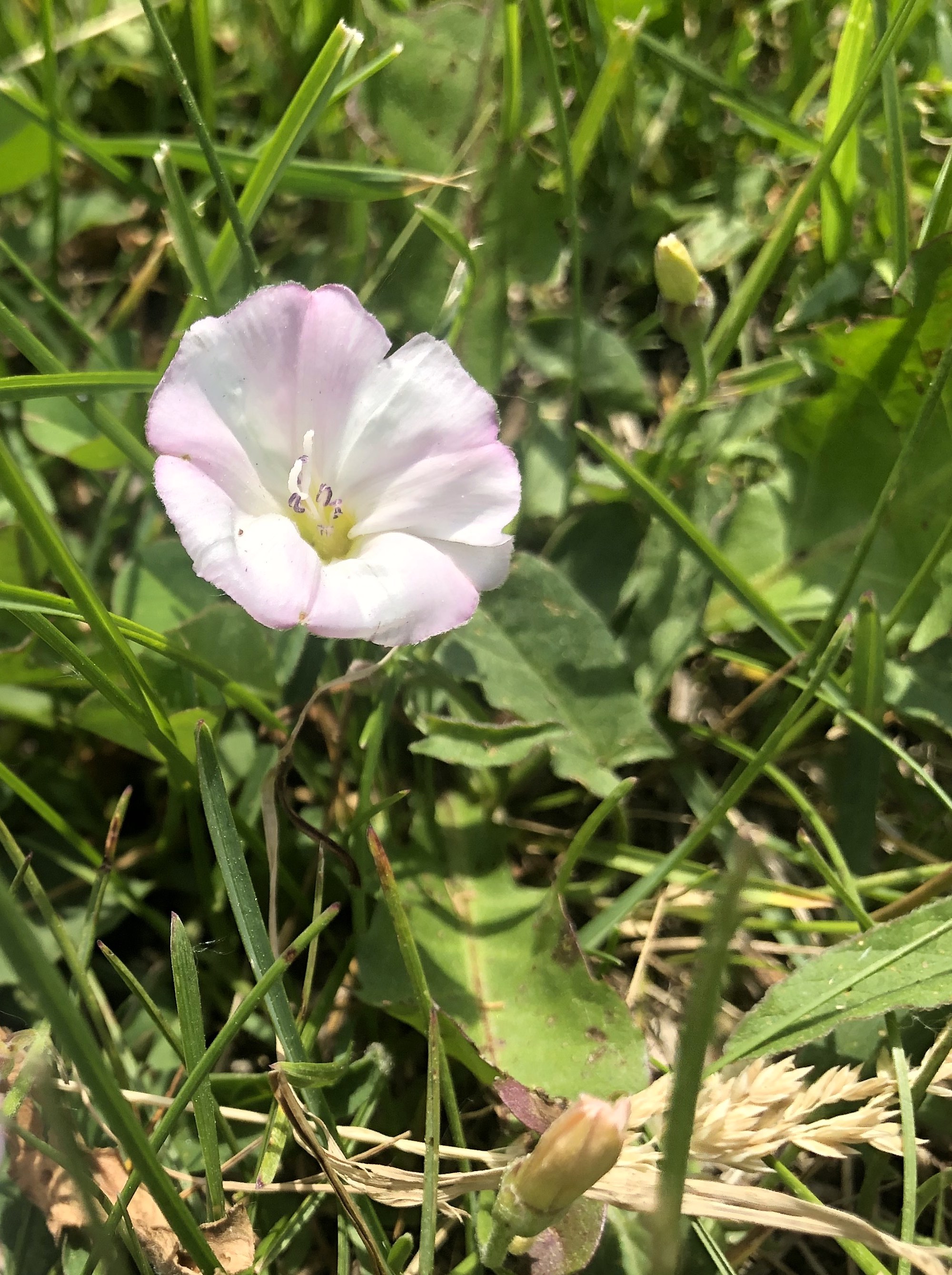 Field Bindweed by UW Arbortetum service road by Visitors Center in Madison, Wisconsin on June 2, 2021.