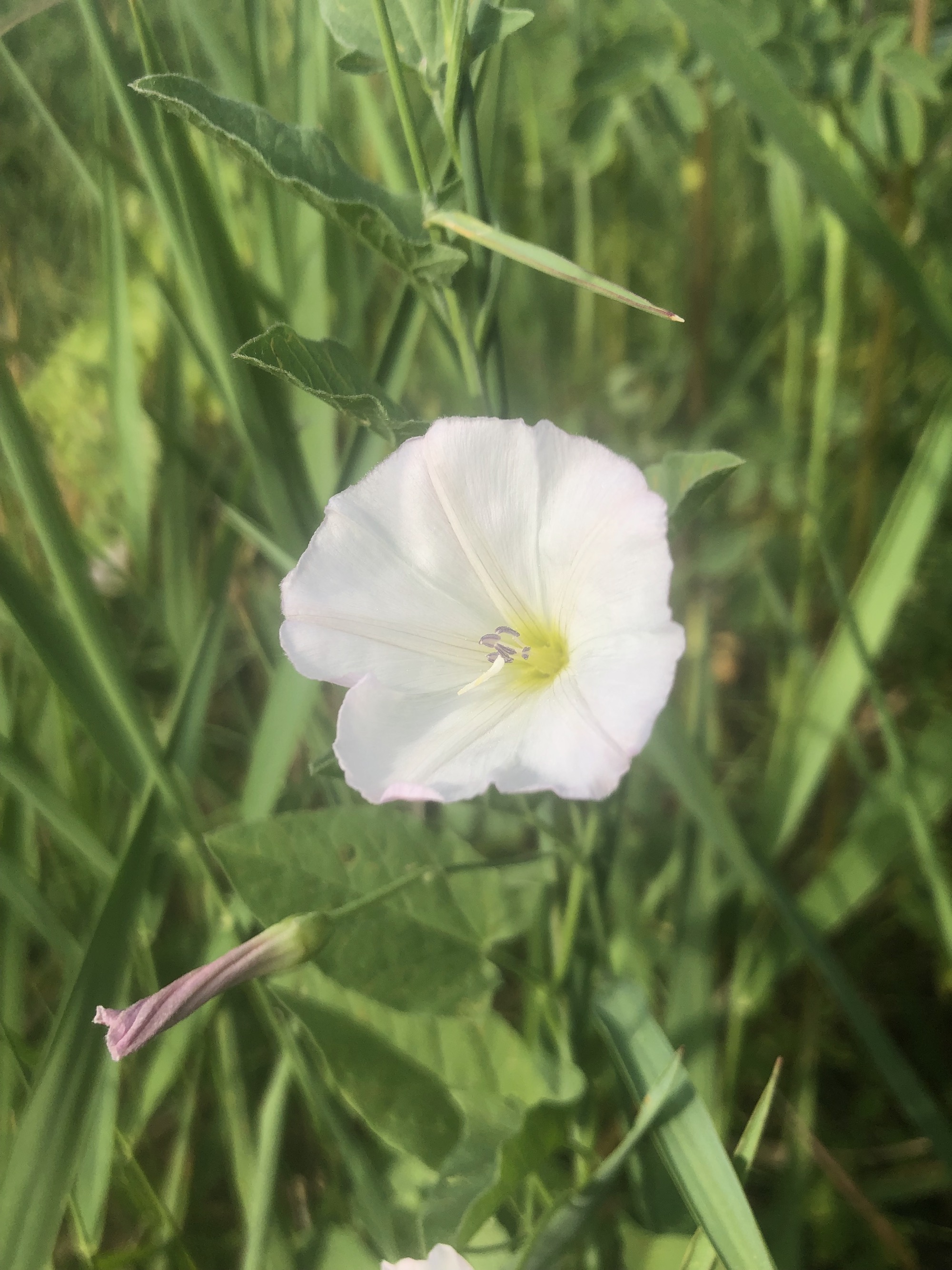 Field Bindweed on shore of Marion Dunn Pond in Madison, Wisconsin on June 15, 2021.