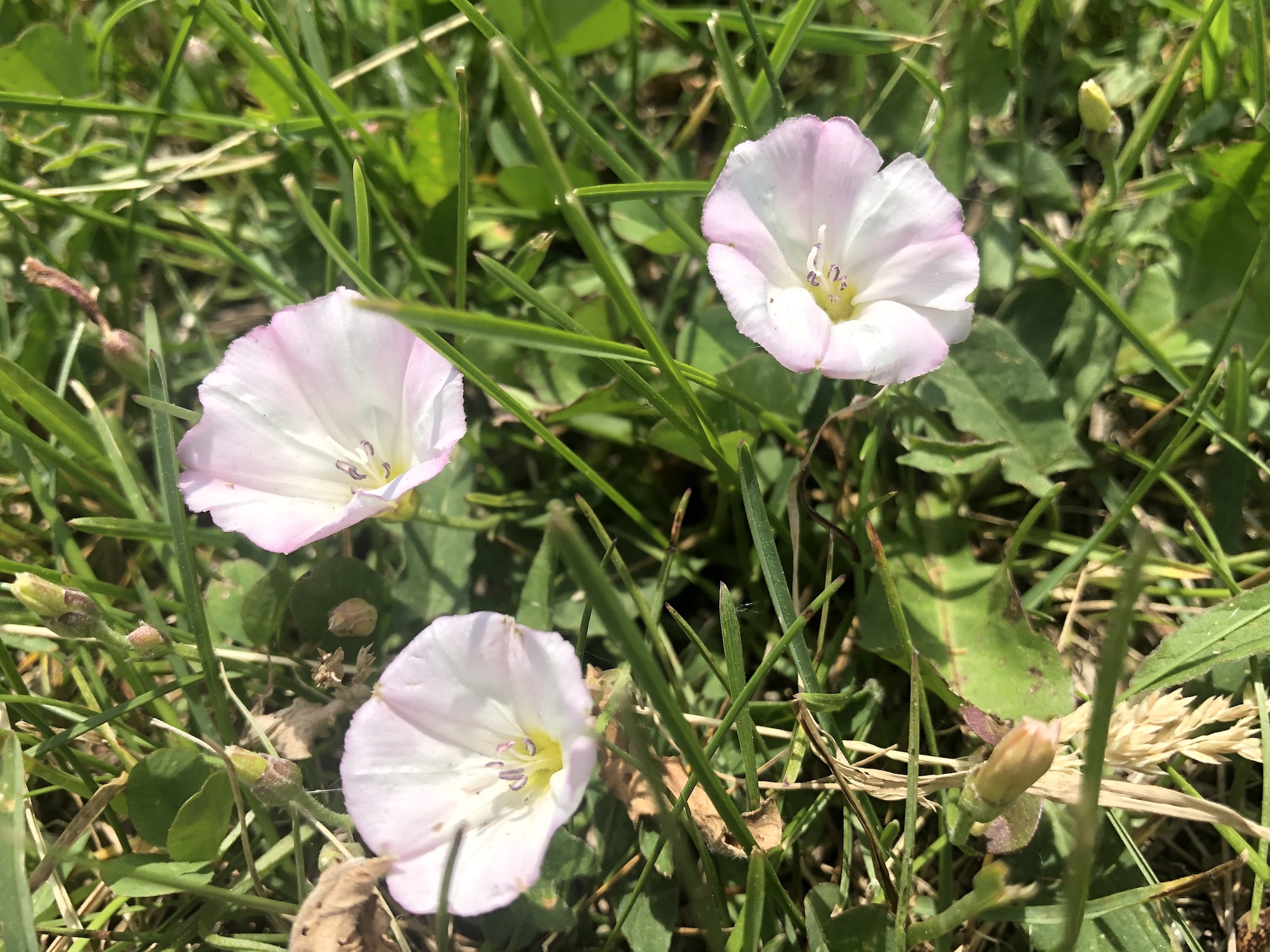 Field Bindweed by UW Arbortetum service road by Visitors Center in Madison, Wisconsin on June 2, 2021.