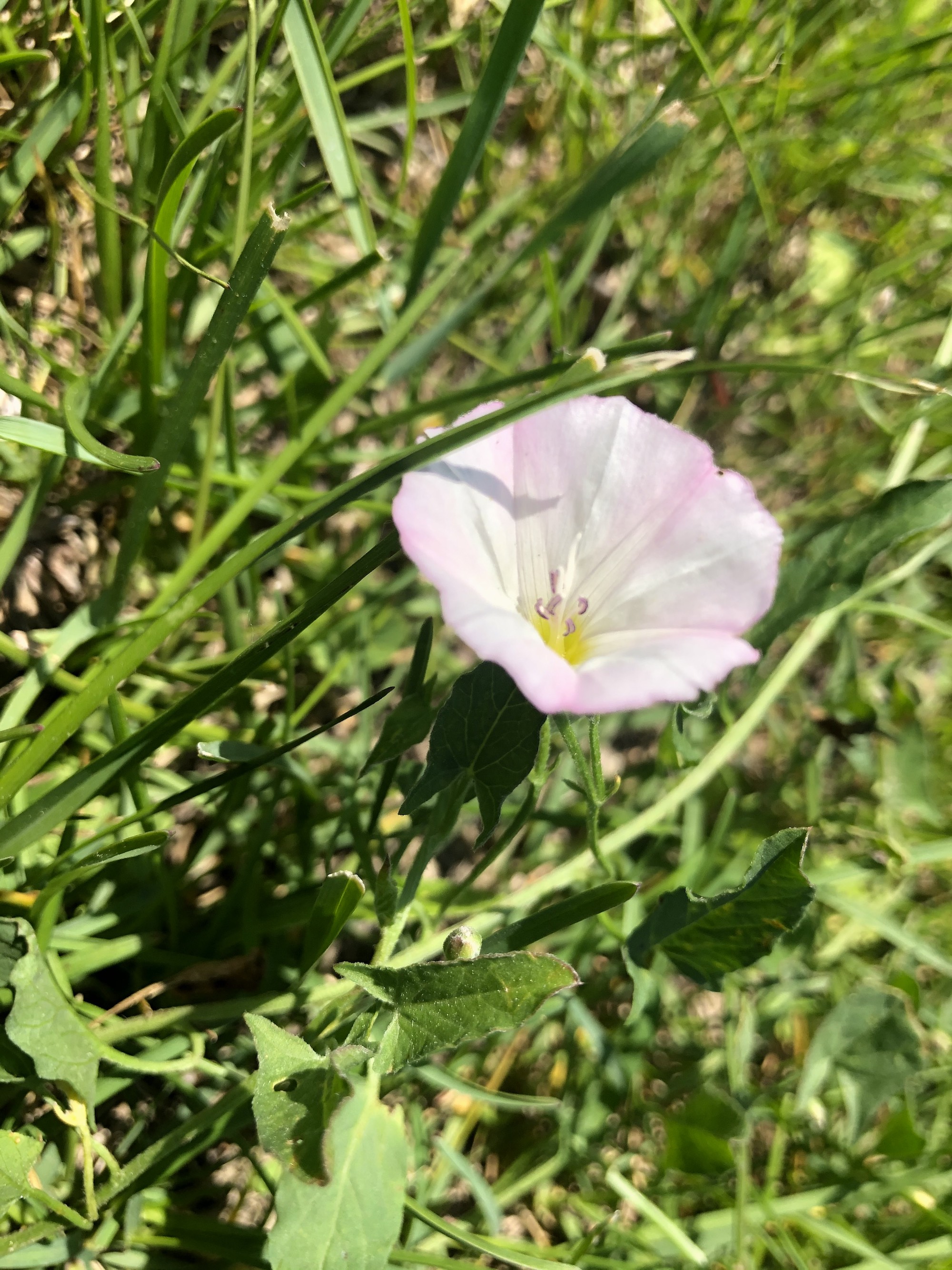 Field Bindweed by UW Arbortetum service road by Visitors Center in Madison, Wisconsin on June 3, 2021.