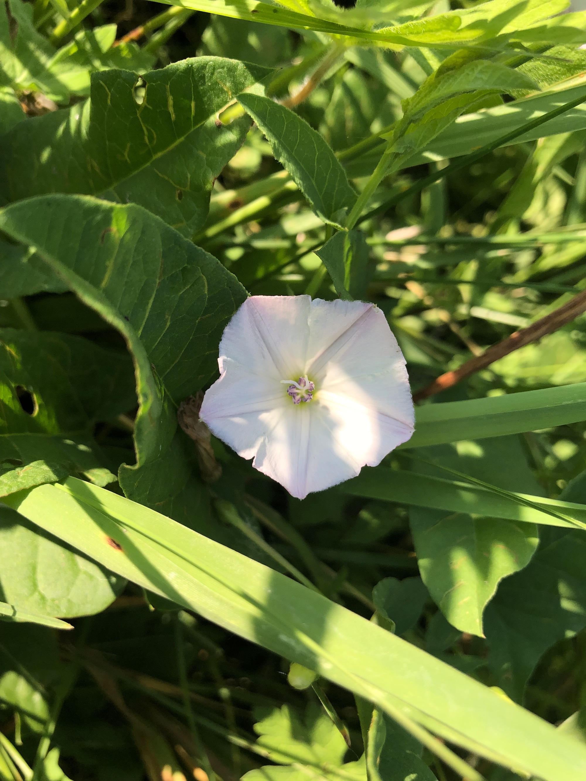 Field Bindweed on shore of Marion Dunn Pond in Madison, Wisconsin on June 11, 2021.