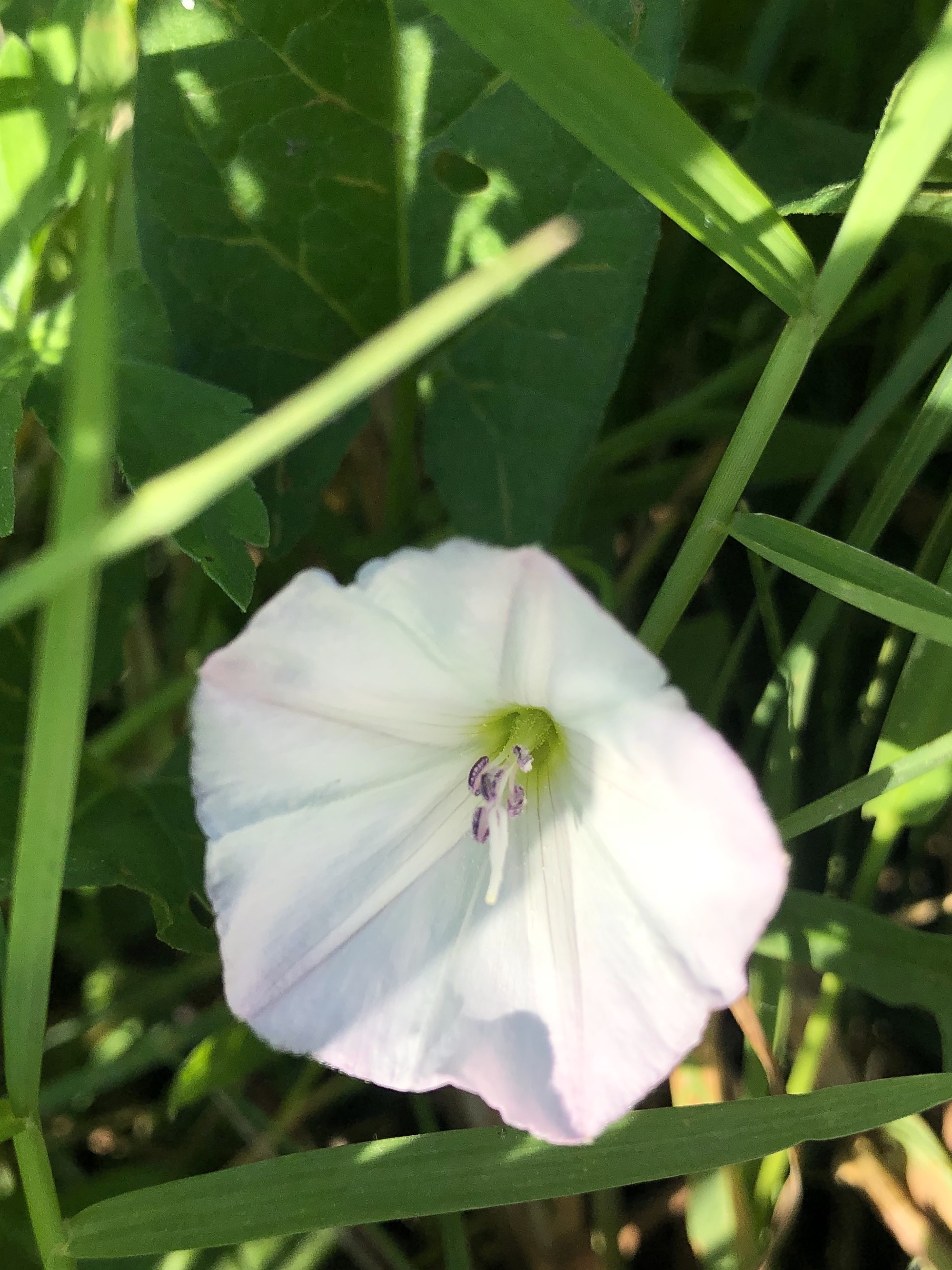 Field Bindweed on shore of Marion Dunn Pond in Madison, Wisconsin on June 11, 2021.