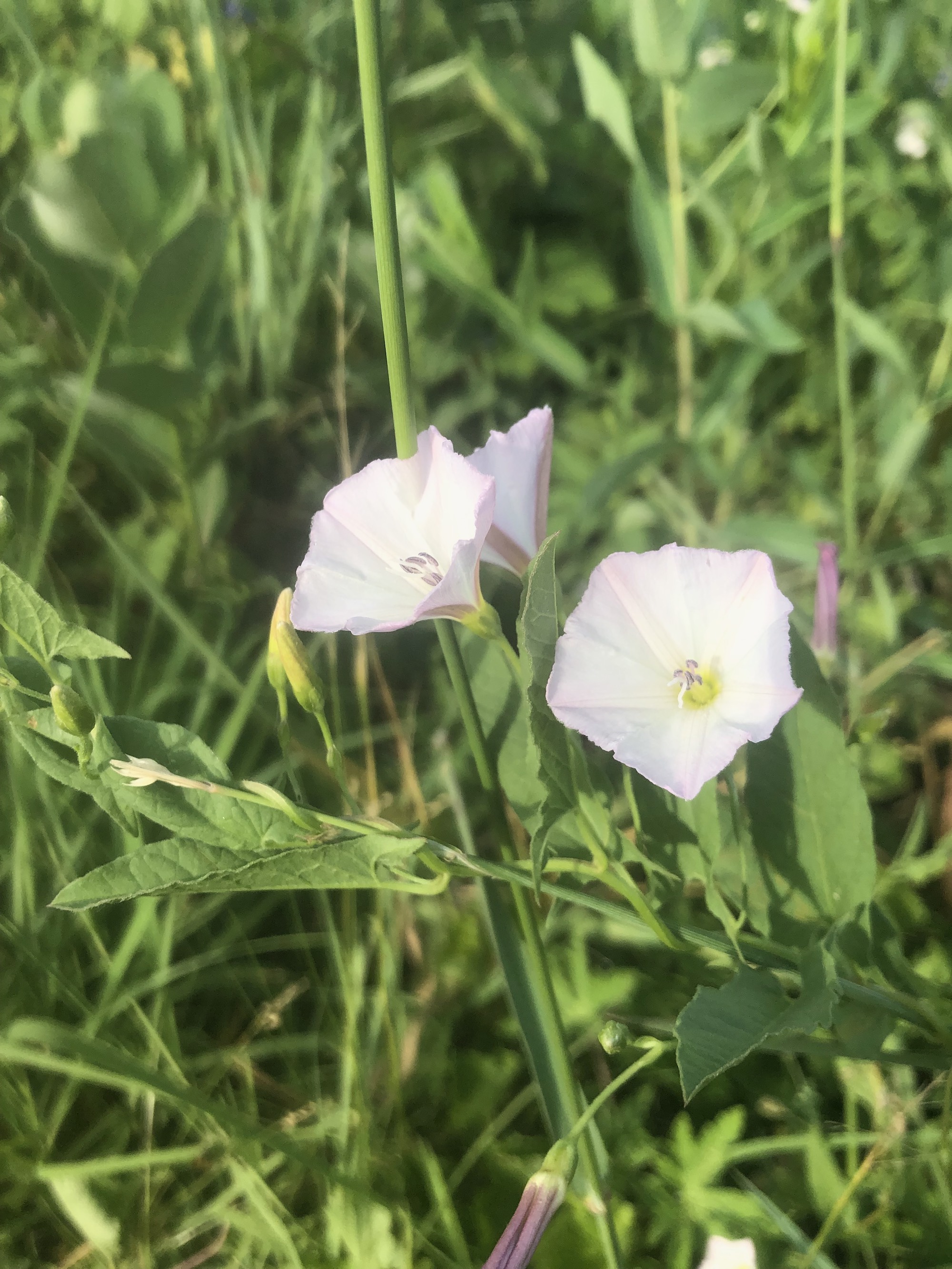 Field Bindweed on shore of Marion Dunn Pond in Madison, Wisconsin on June 15, 2021.