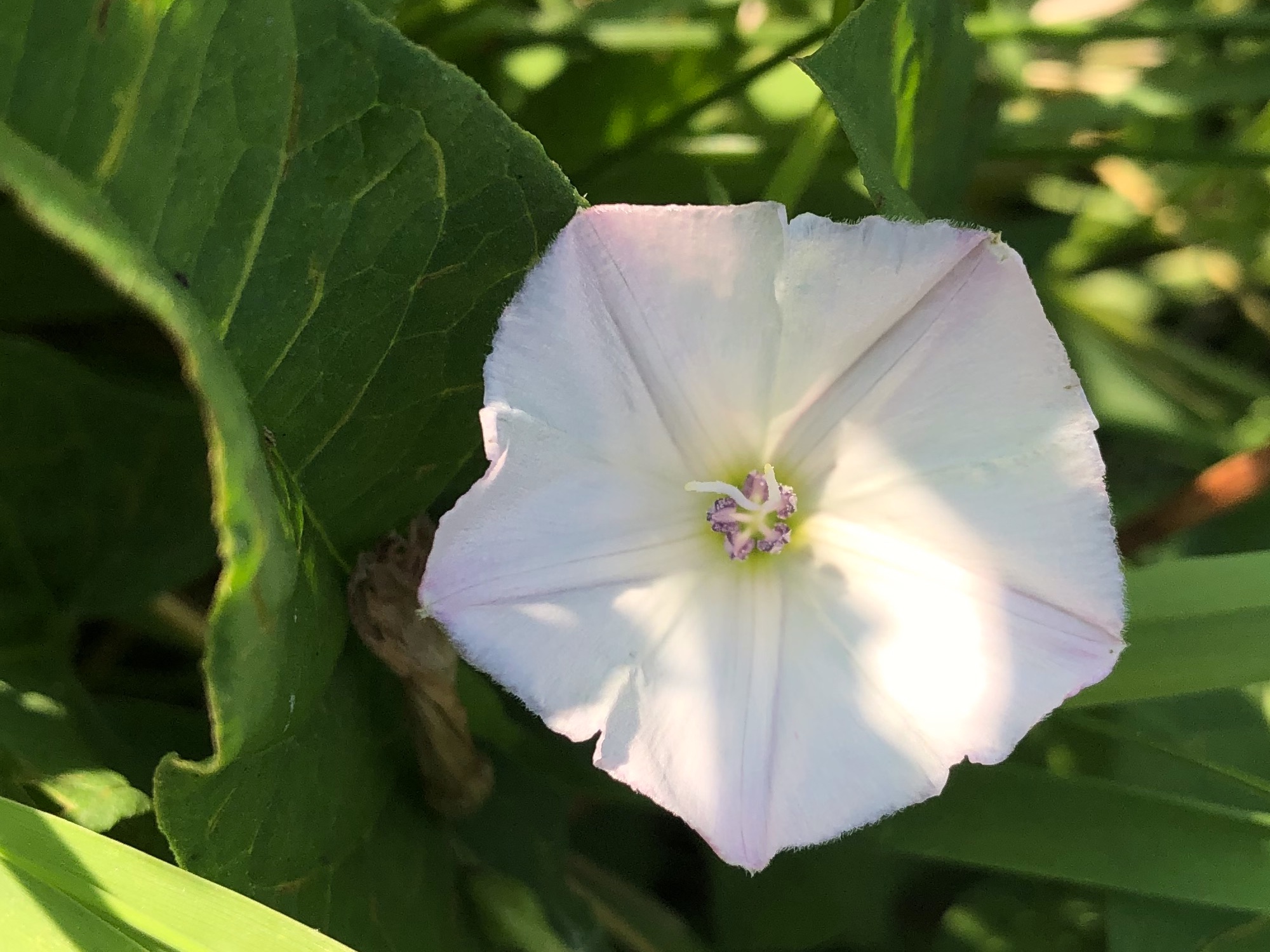 Hedge Bindweed on shore of Marion Dunn Pond in Madison, Wisconsin on June 11, 2021.