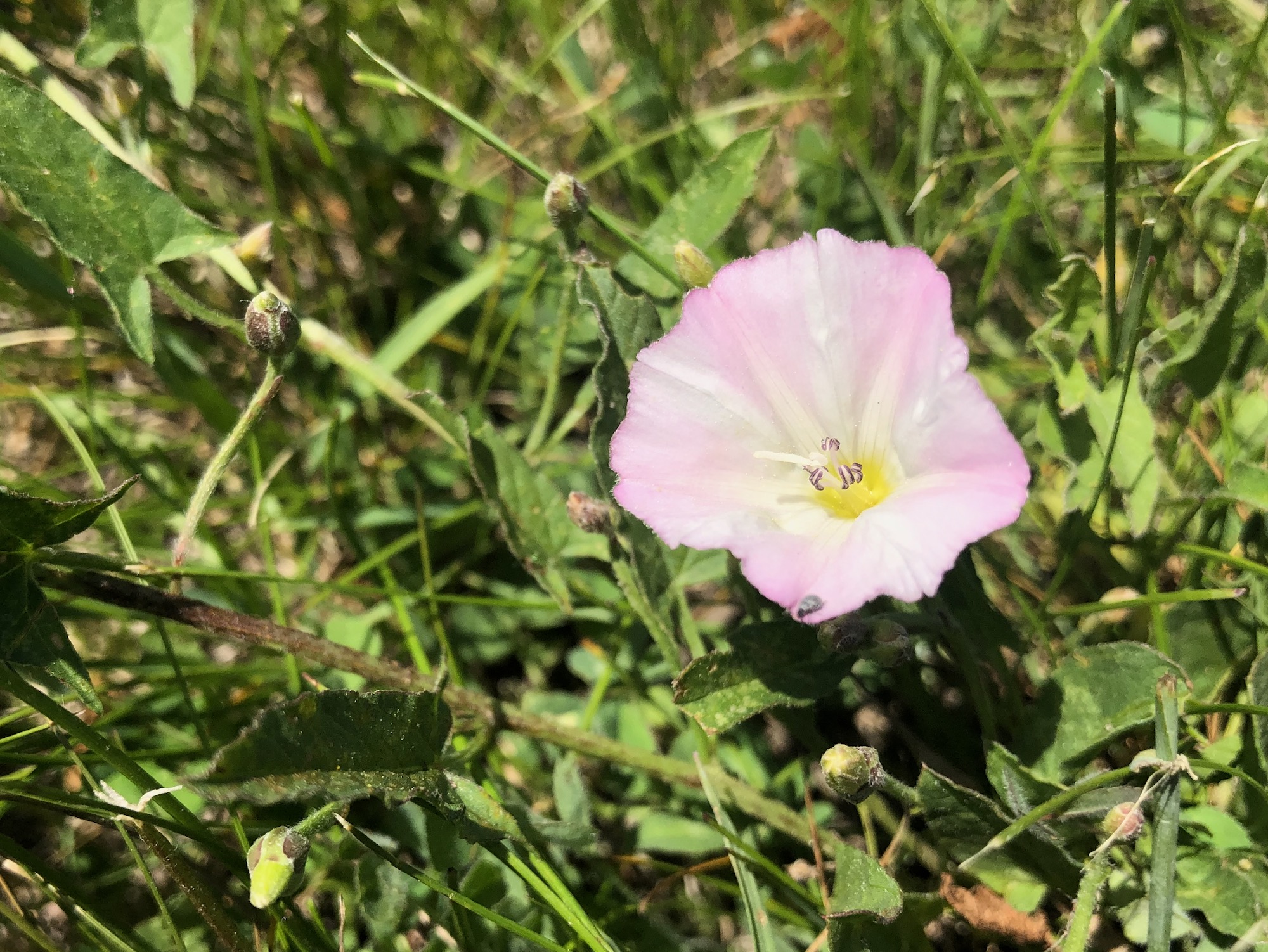 Field Bindweed by UW Arbortetum service road by Visitors Center in Madison, Wisconsin on June 3, 2021.