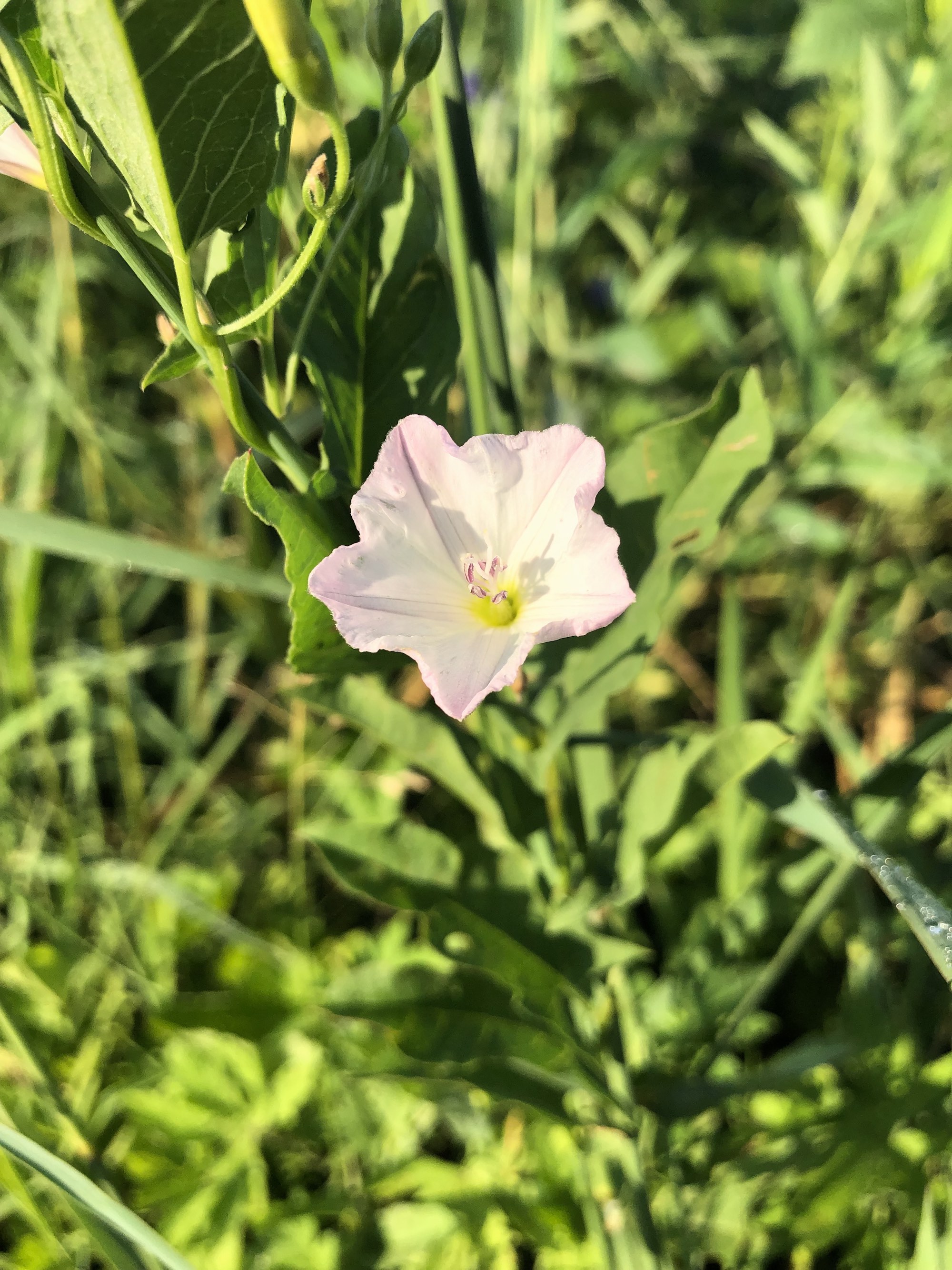 Field Bindweed on shore of Marion Dunn Pond in Madison, Wisconsin on June 12, 2021.