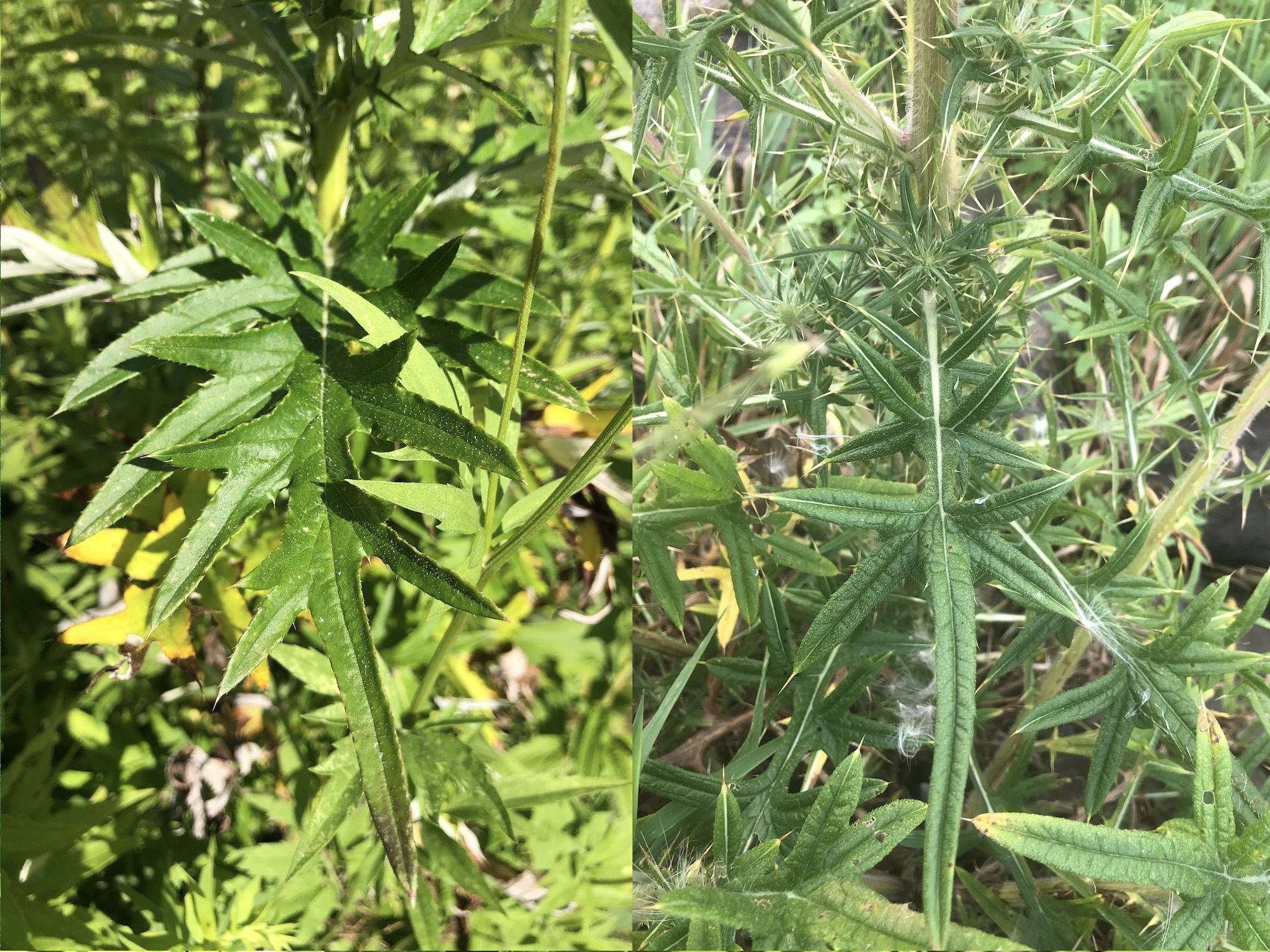 On the left is a lower leaf of a Field Thistle leaf photographed in the UW Arboretum's Curtis Prairie in Madison, Wisconsin and on the right is a Bull Thistle leaf on the shore of Lake Wingra in Vilas Park on August 15, 2022.