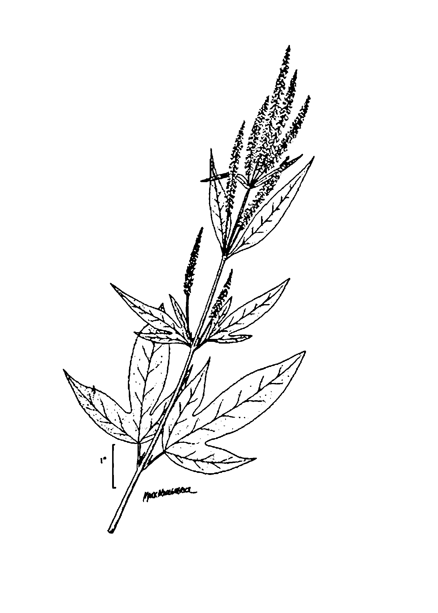 Giant Ragweed line drawing from USDA  NRCS, Wetland flora: Field office illustrated guide to plant species.