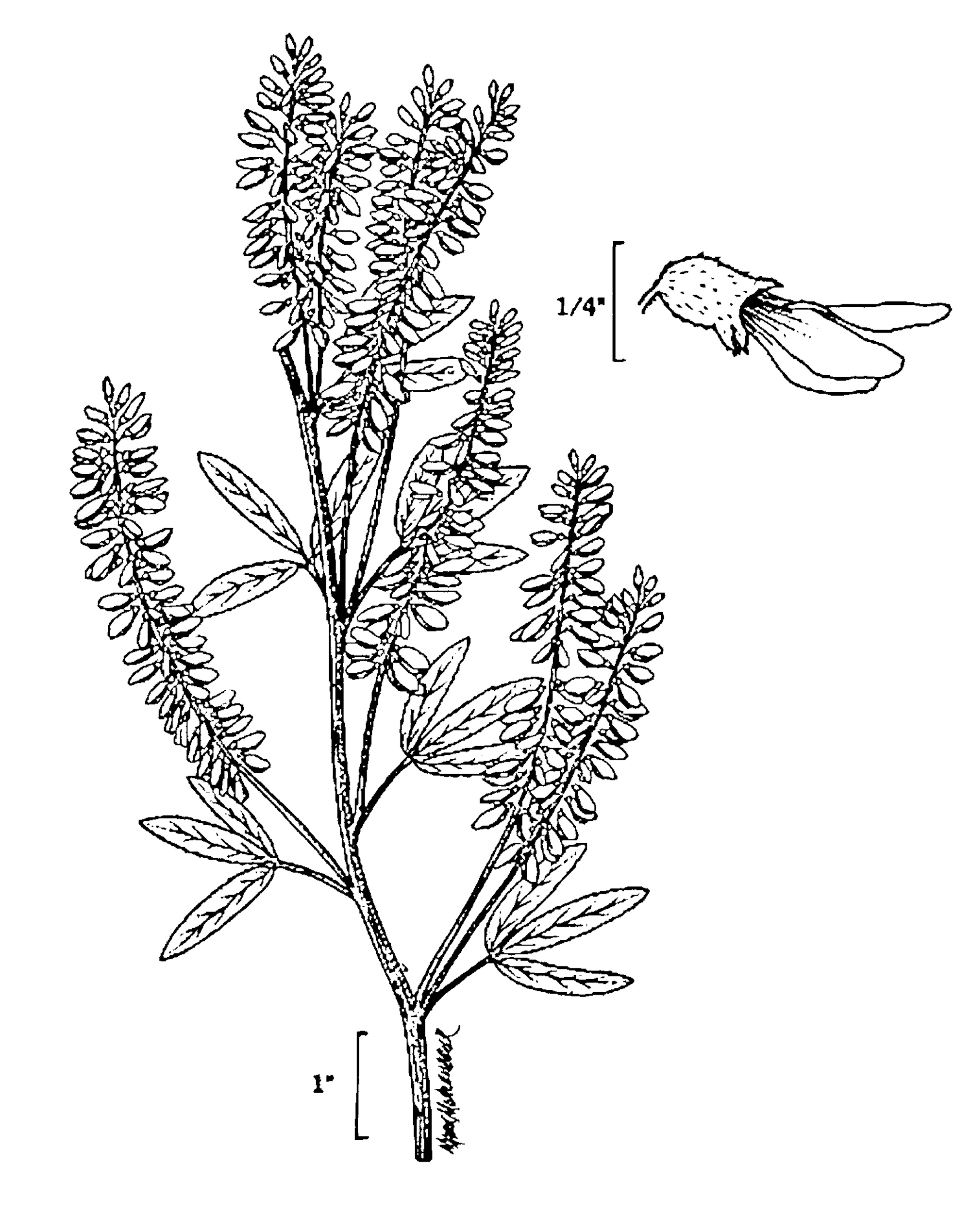 White Sweet Clover line drawing from USDA  NRCS, Wetland flora: Field office illustrated guide to plant species.