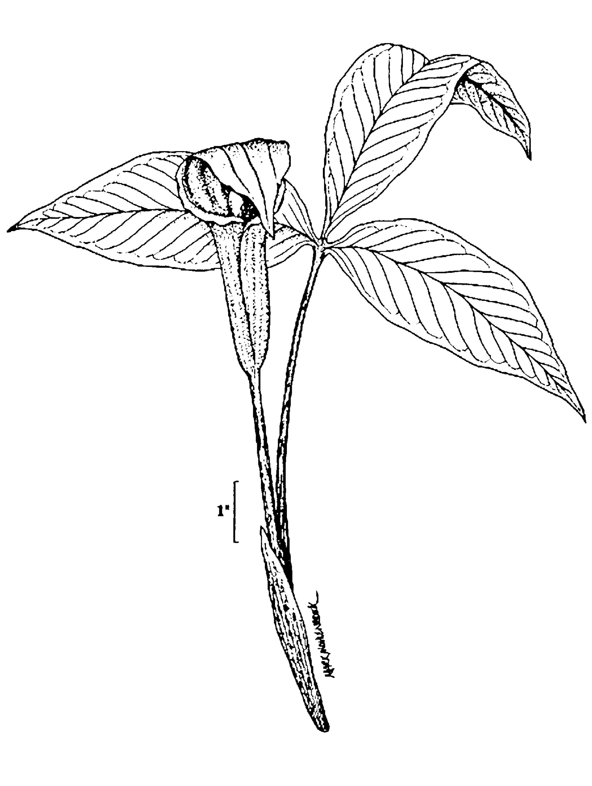 Drawing of Jack-in-the-Pulpit from Field office illustrated guide.