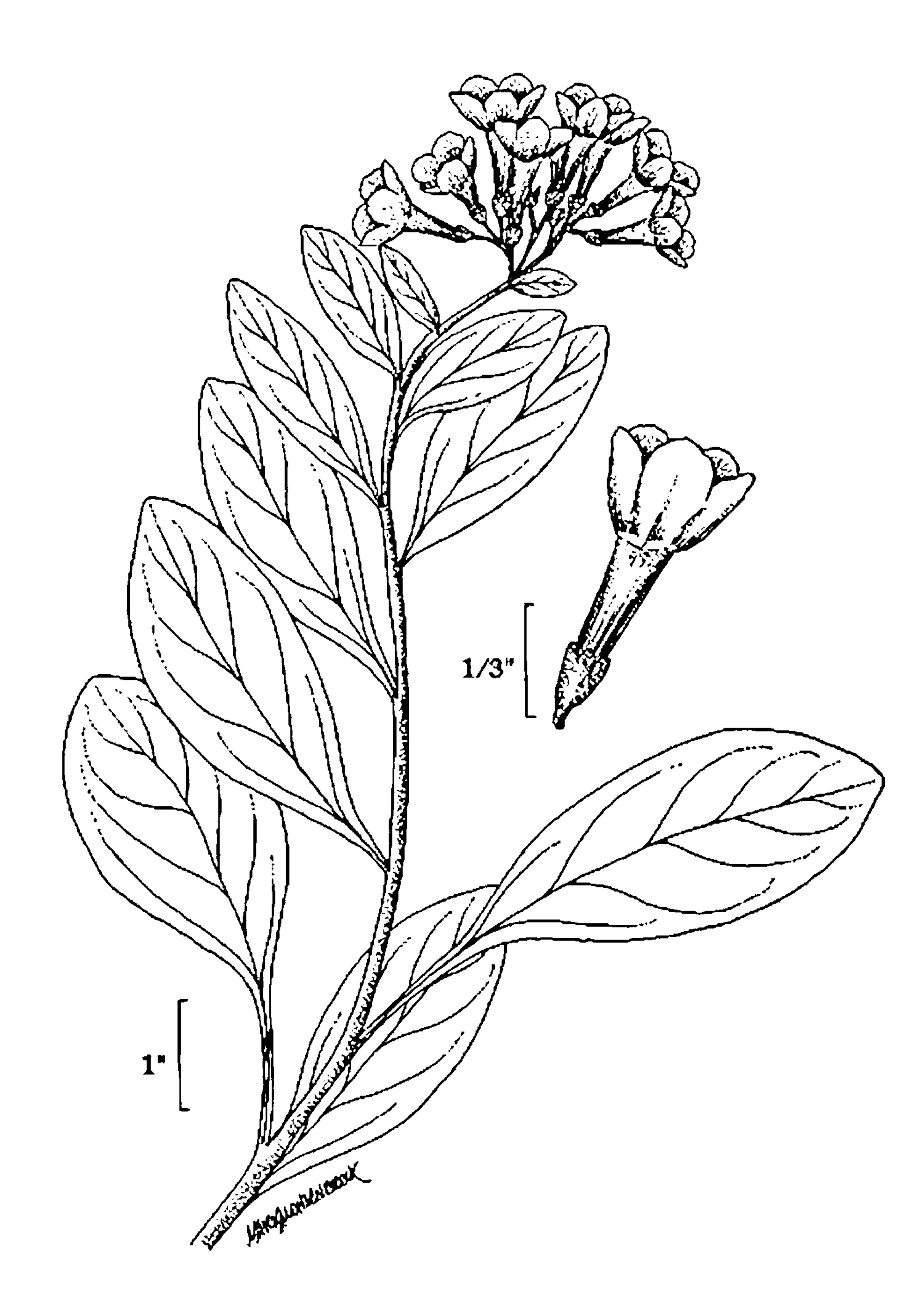 Virginia Bluebell botanical line drawing from USDA  NRCS, Wetland flora: Field office illustrated guide to plant species., USDA NRCS National Wetland Team.