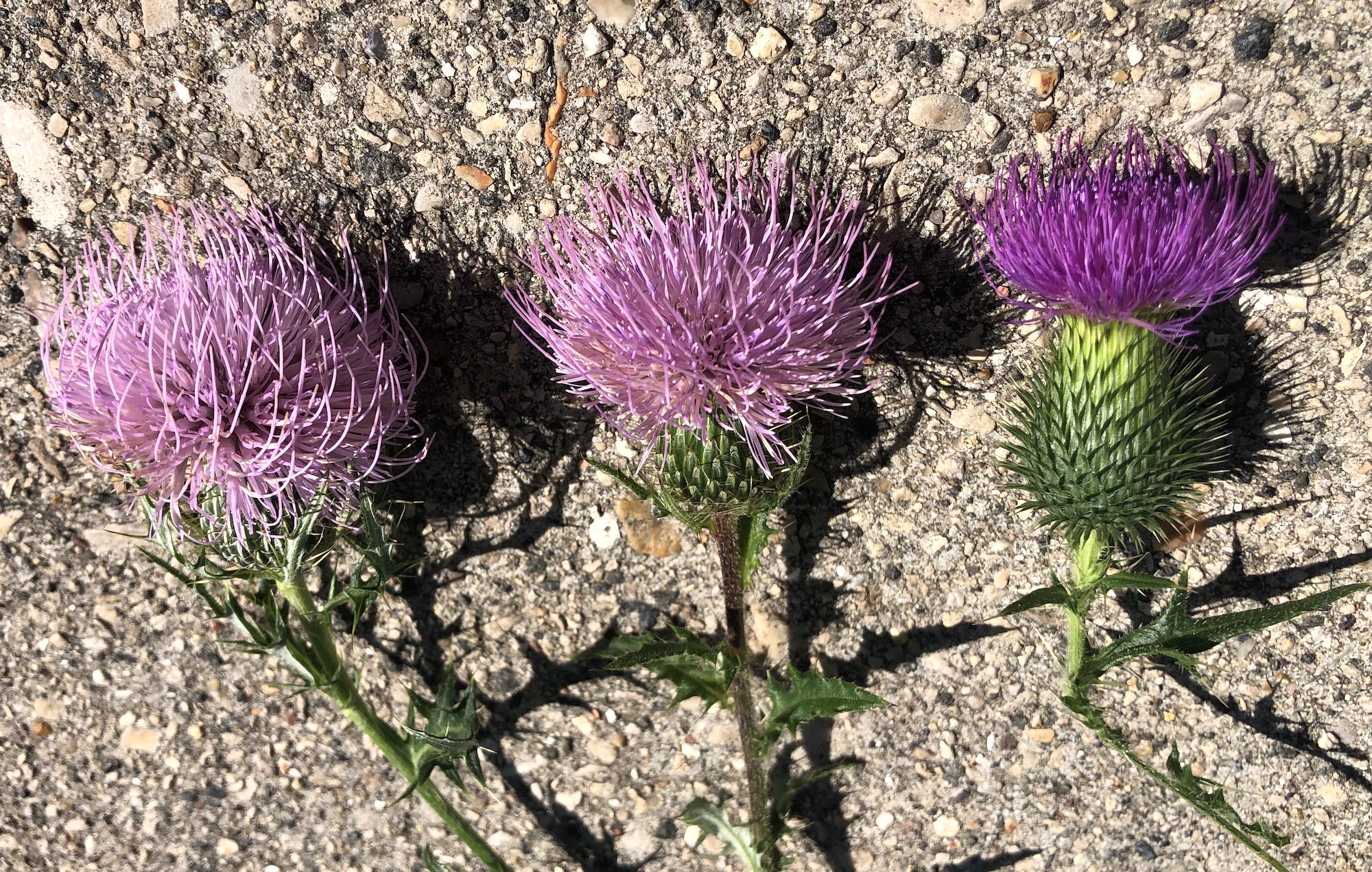 Comparison of Field thistle, Tall Thistle and Bull Thistle flowers. Field Thistle flower on left,  Tall Thistle flower in middle and Bull Thistle flower on right.