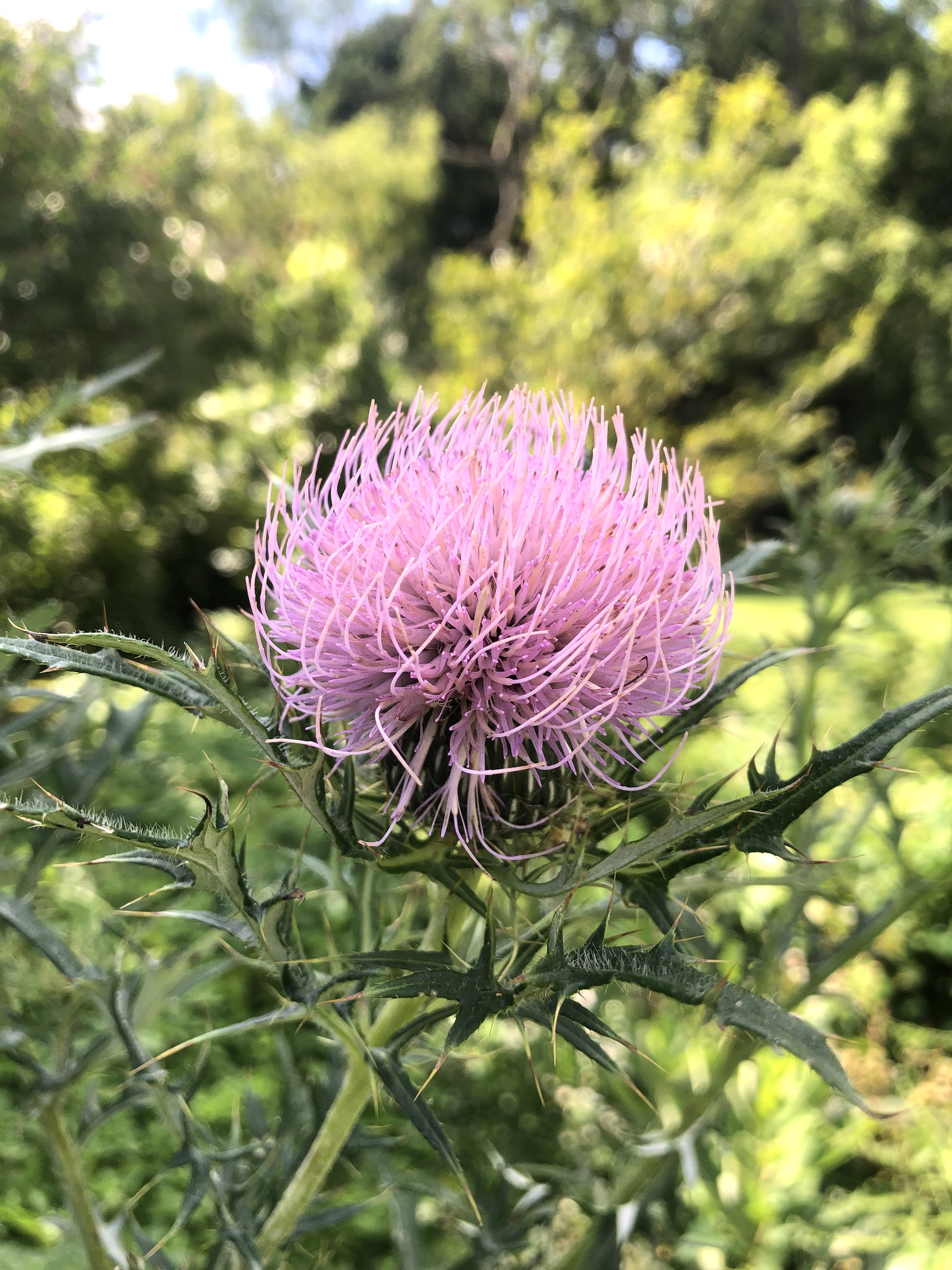 Field Thistle near the UW Arborteum Seminiole Highway entrance in Madison, Wisconsin on August 15, 2022.