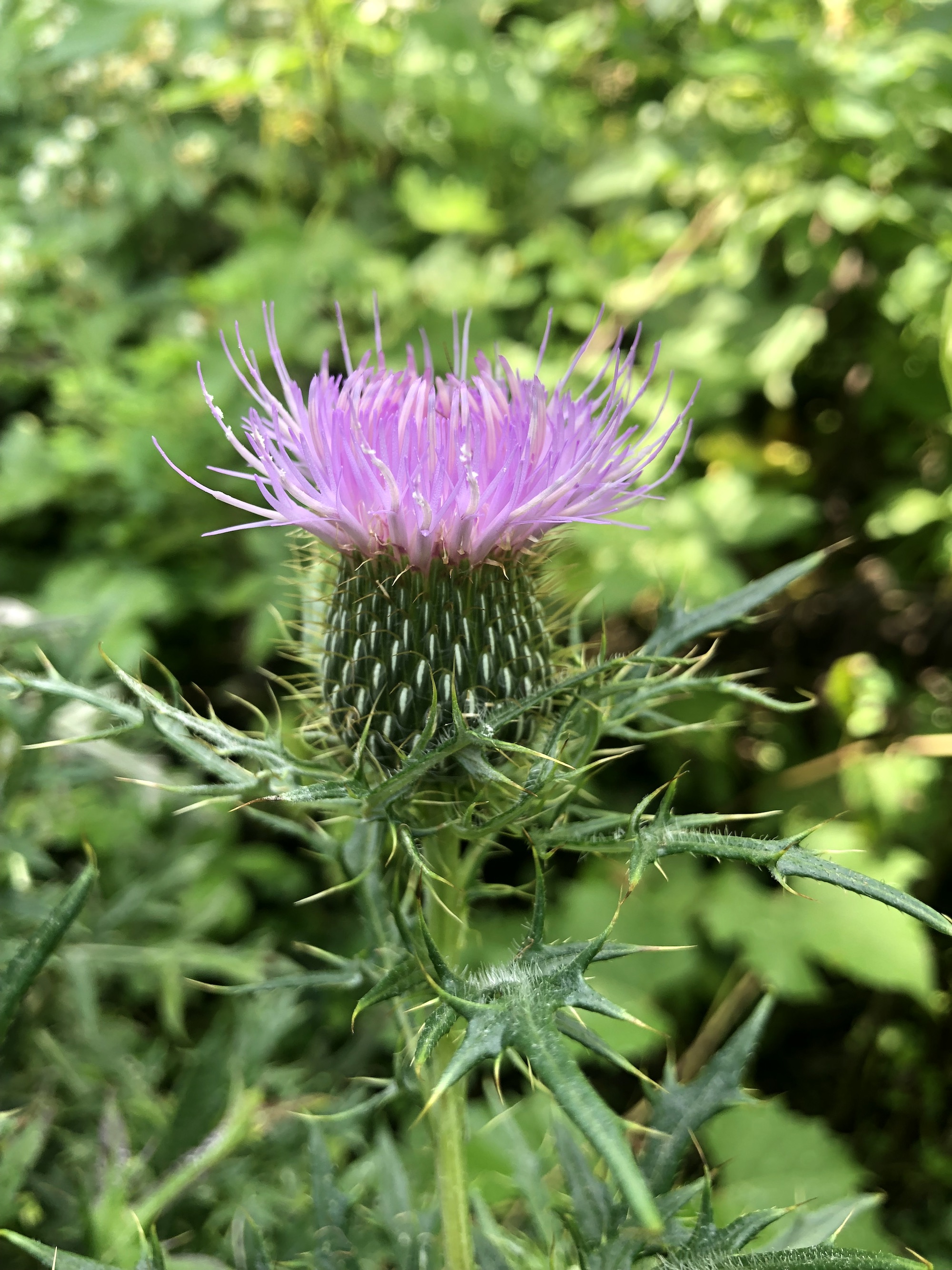 Field Thistle near Seminole Highway entrance to the UW Arborteum in Madison, Wisconsin on August 15, 2022.