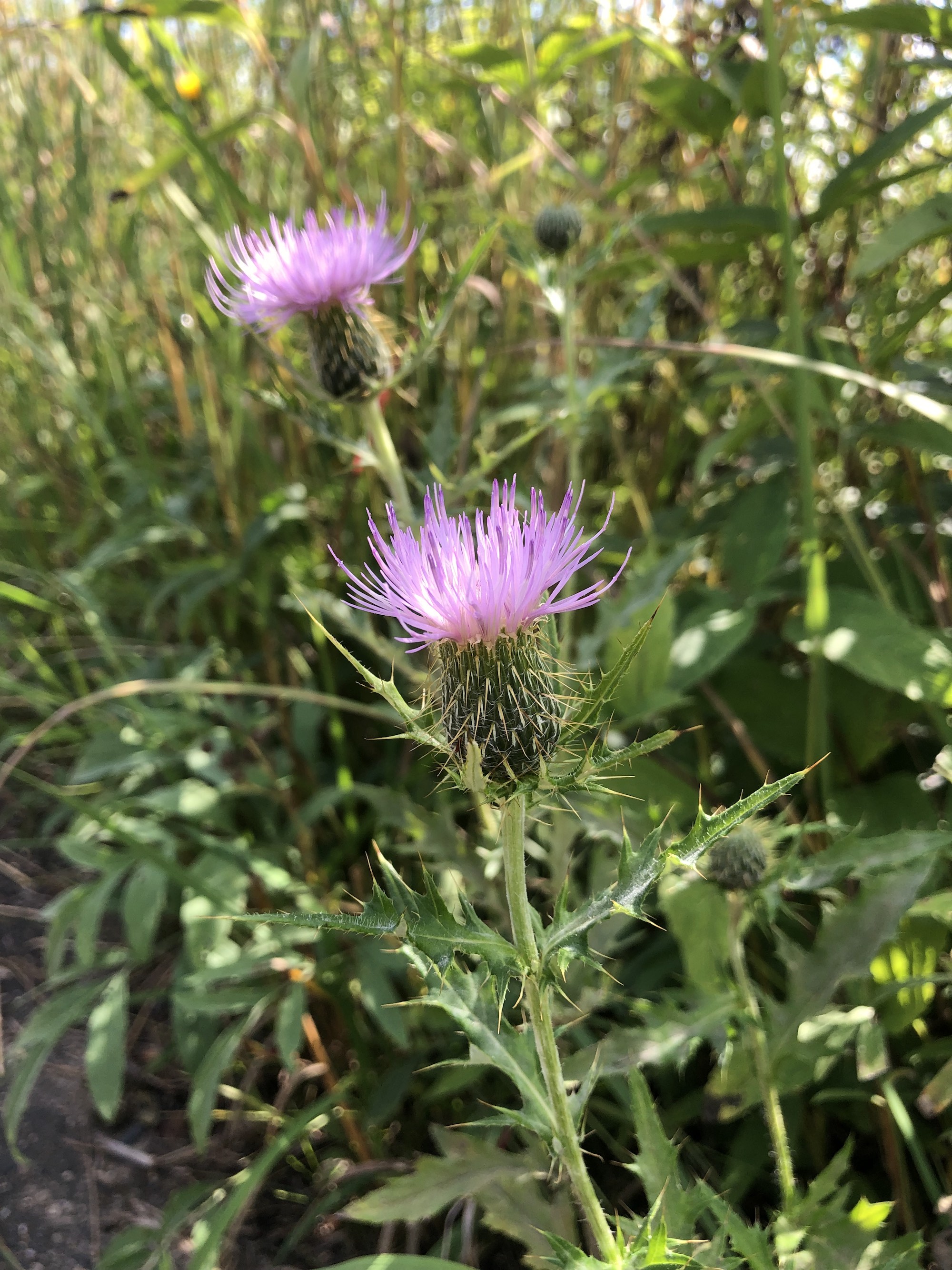 Field Thistle in UW Arborteum gardens in Madison, Wisconsin on September 7, 2022.  This is a short new growth of a taller stalk that was cut.