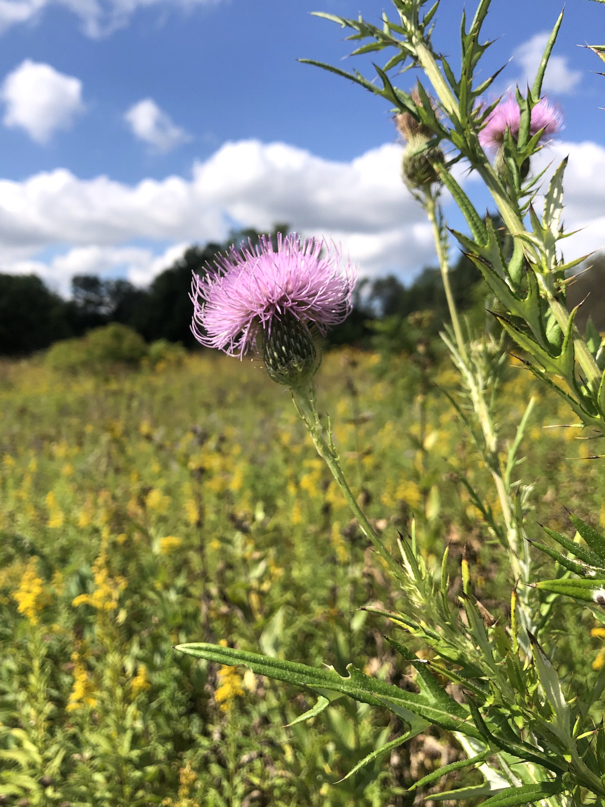 Field Thistle in UW Arboretum Curtis Prairie in Madison, Wisconsin on September 7, 2022.