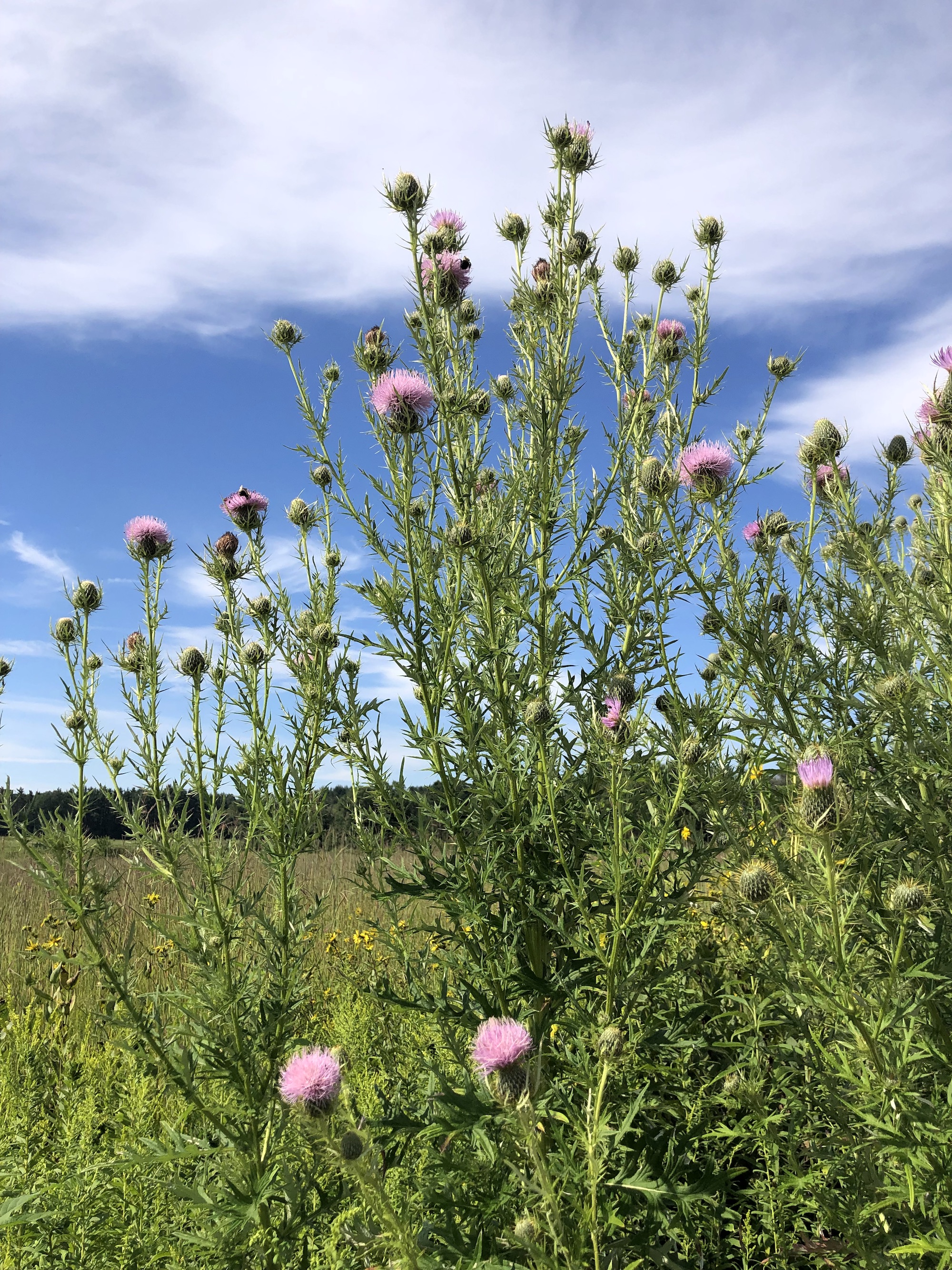 Field Thistle in the UW Arboretum Curtis Prairie  in Madison, Wisconsin on August 16, 2022.