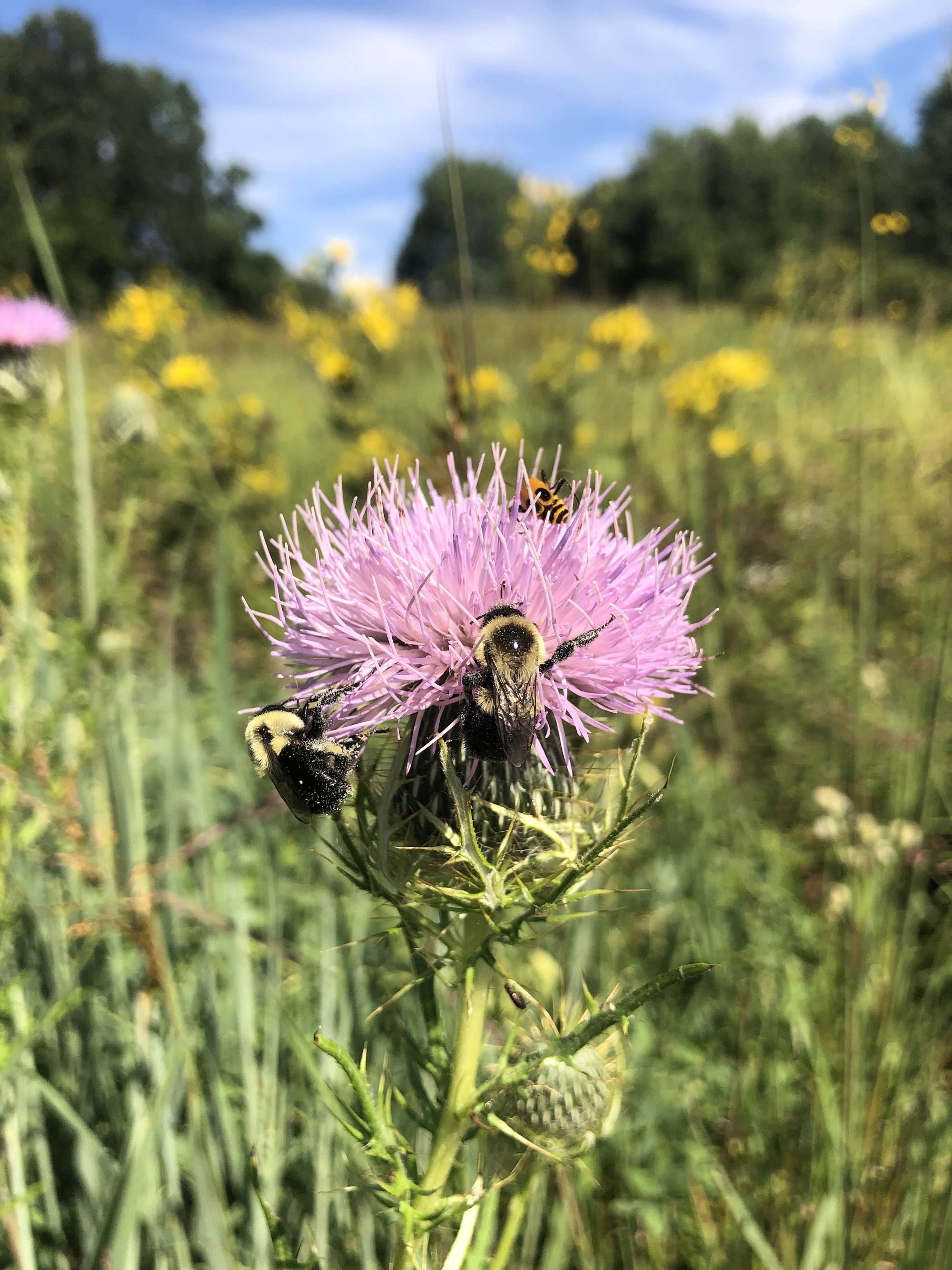 Field Thistle in the UW Arboretum Curtis Prairie  in Madison, Wisconsin on August 17, 2022.