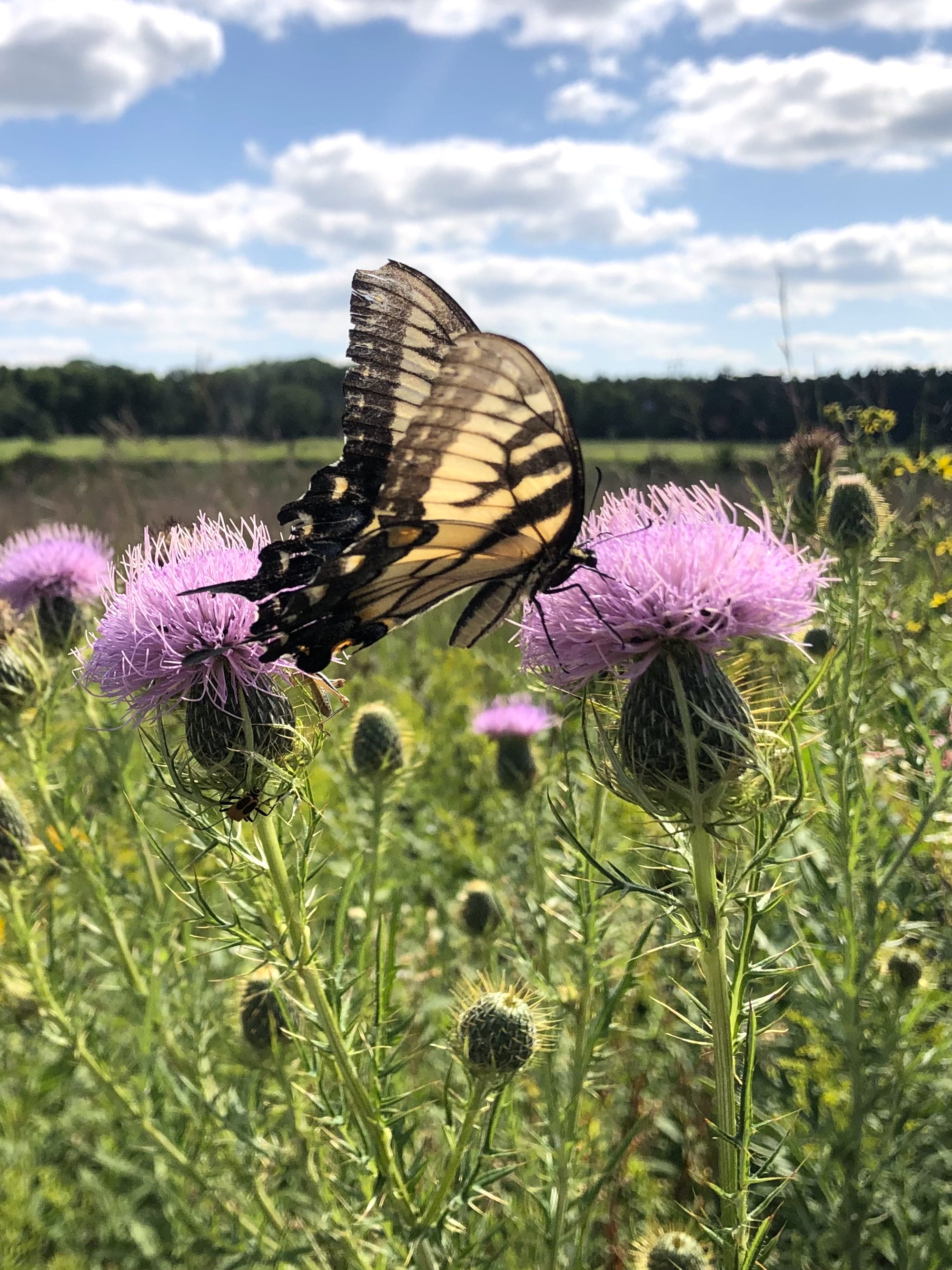 Field Thistle in the UW Arboretum Curtis Prairie  in Madison, Wisconsin on August 22, 2022.