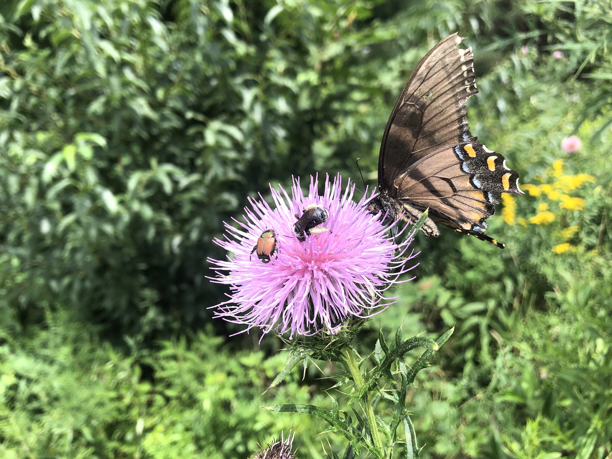 Female Eastern Tiger Swallowtail butterfly on Field Thistle in the Prairie Moraine Dog Park in Verona, Wisconsin on August 15, 2022.