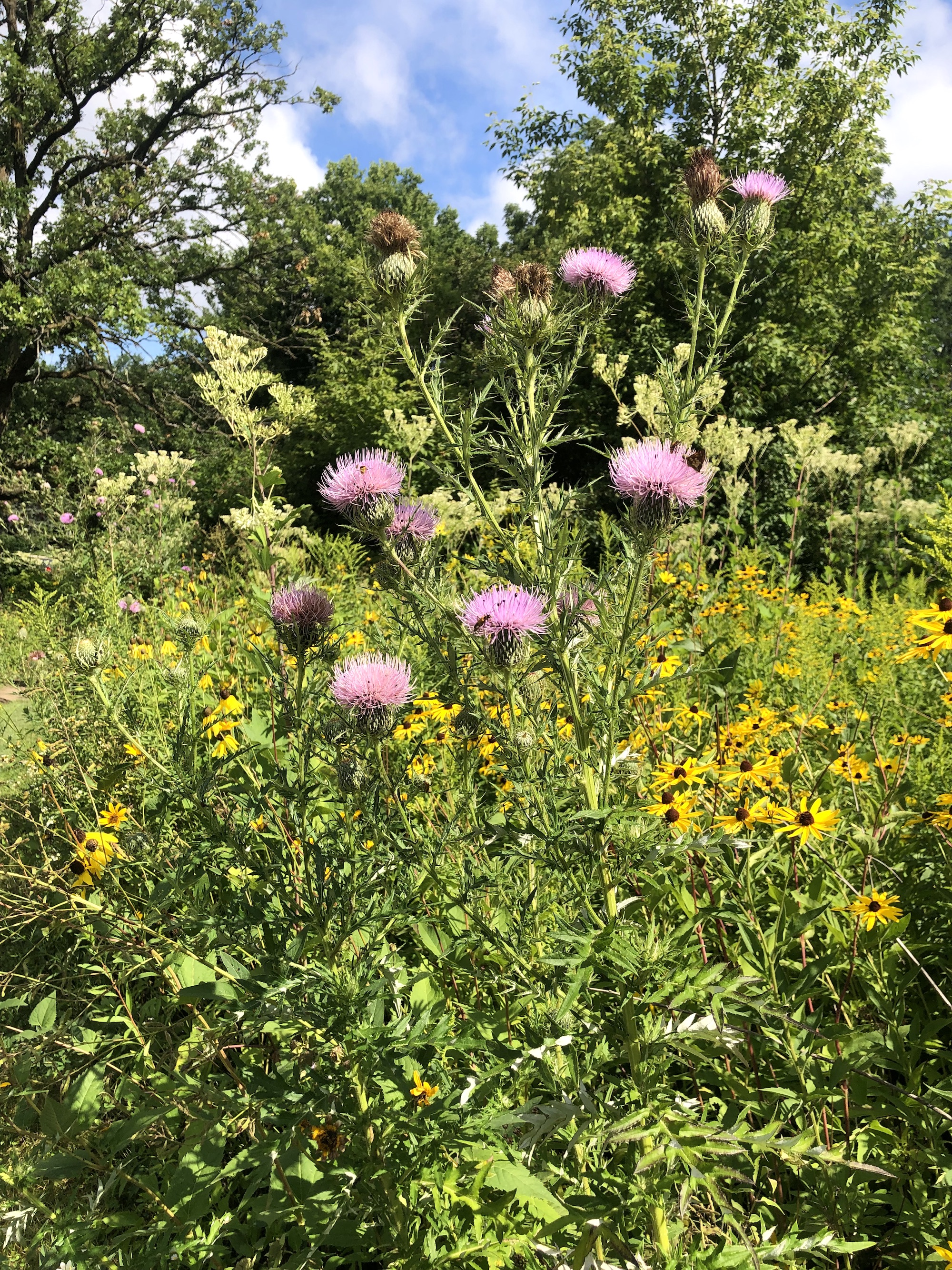 Field Thistle near the UW Arboretum Seminiole Highway entrance in Madison, Wisconsin on August 15, 2022.