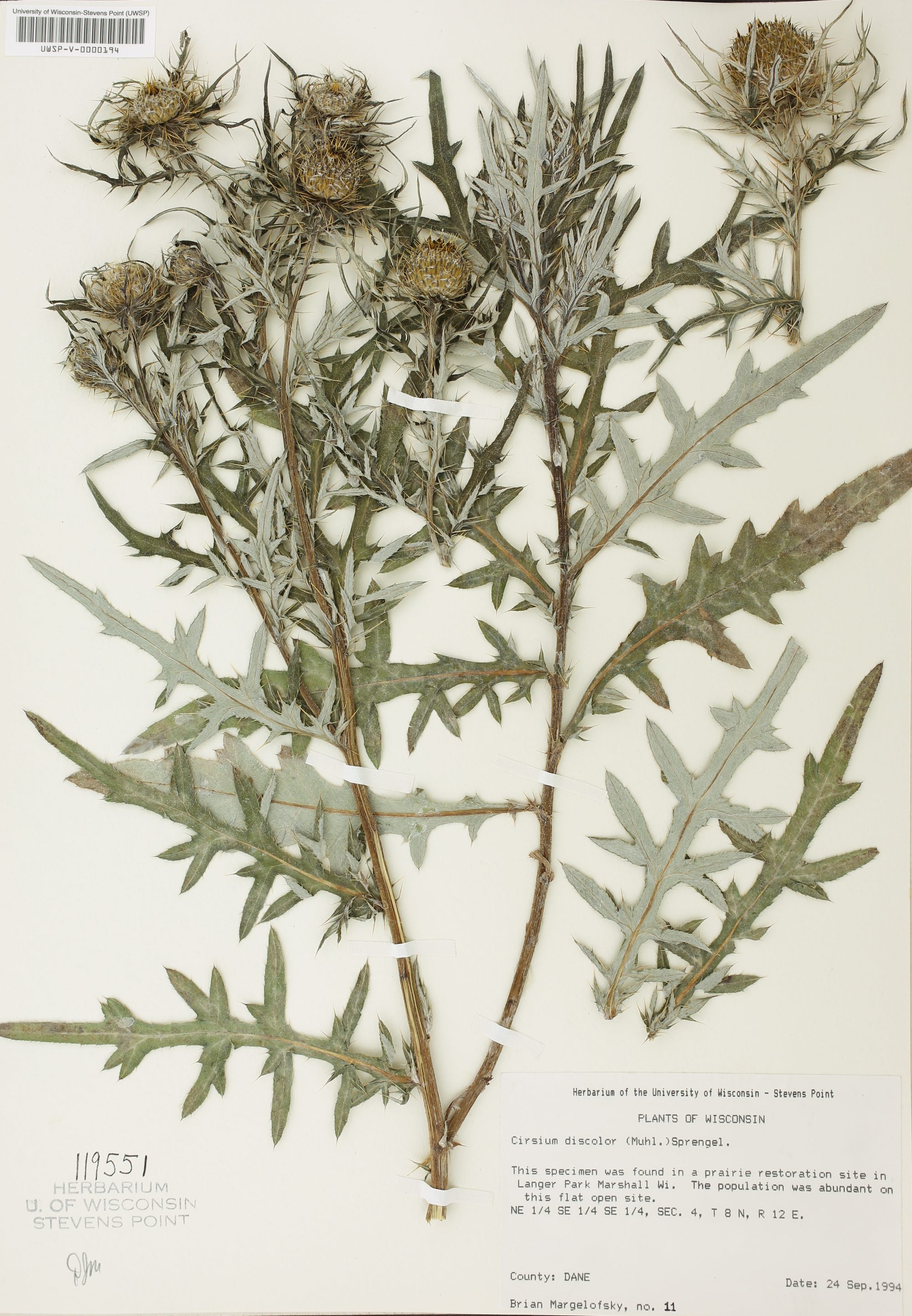 Field Thistle specimen collected.