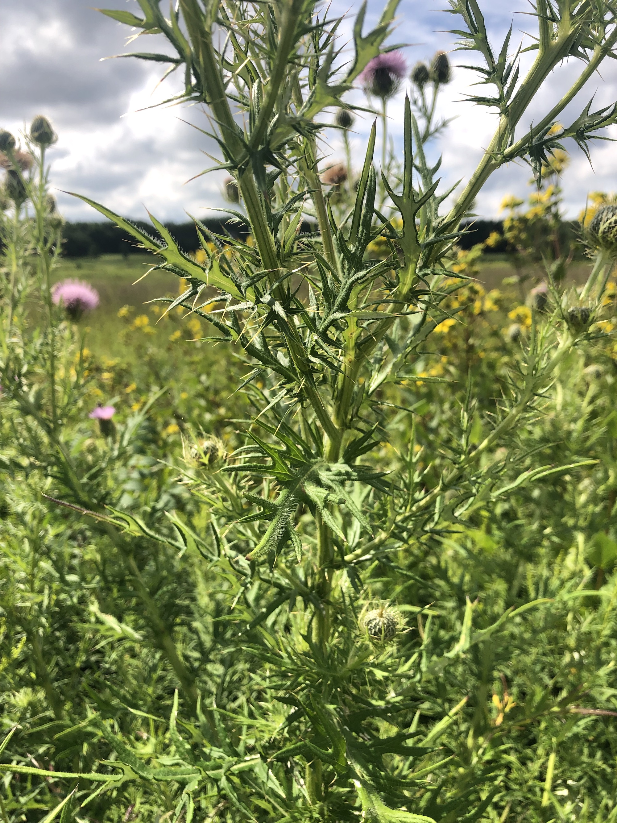 Field Thistle in the UW Arborteum Curtis Prairie  in Madison, Wisconsin on August 15, 2022.