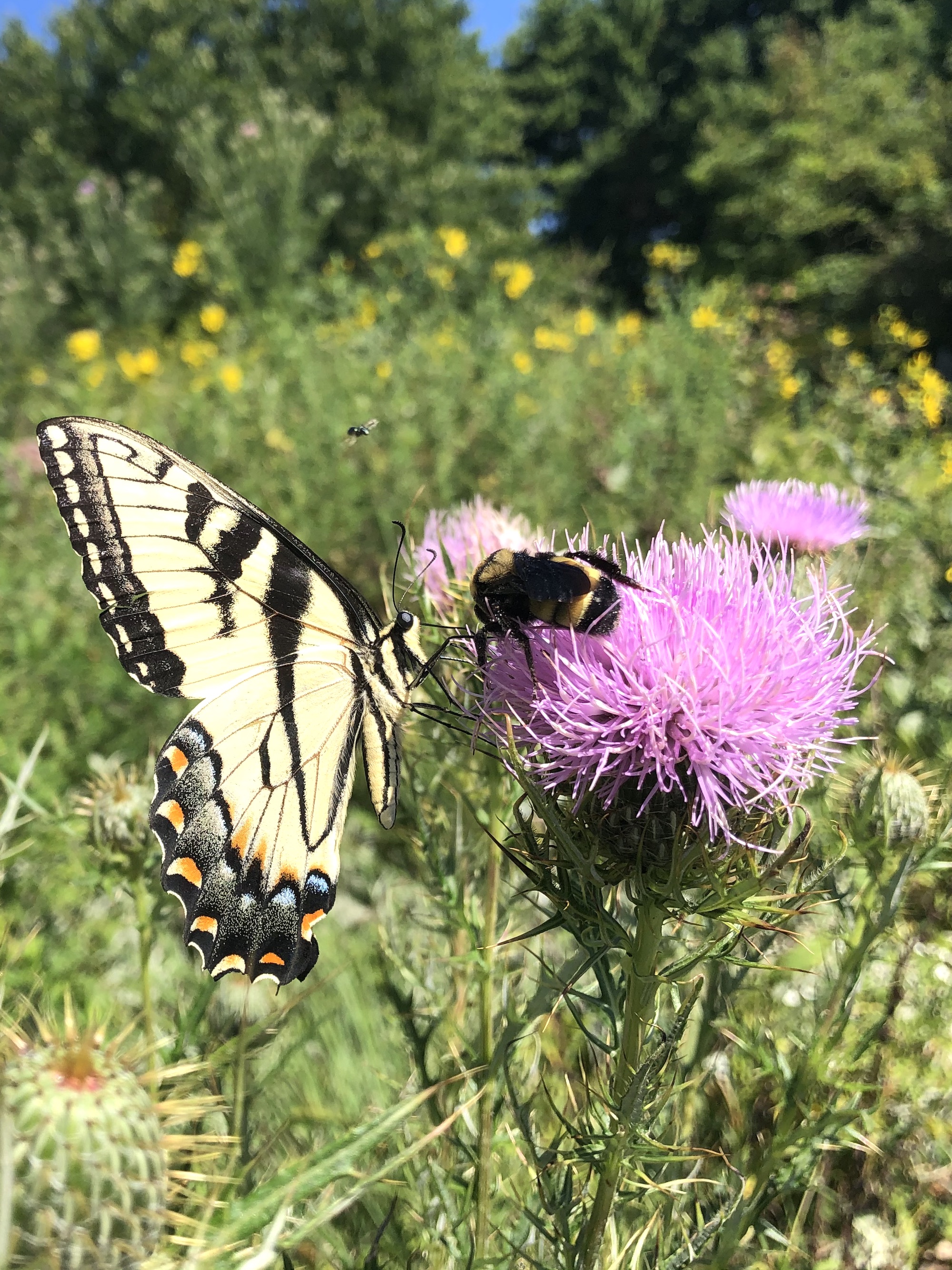 Eastern Swallowtail butterfly on Field Thistle near the Arborteum Visitor's Center in Madison, Wisconsin on August 16, 2020.