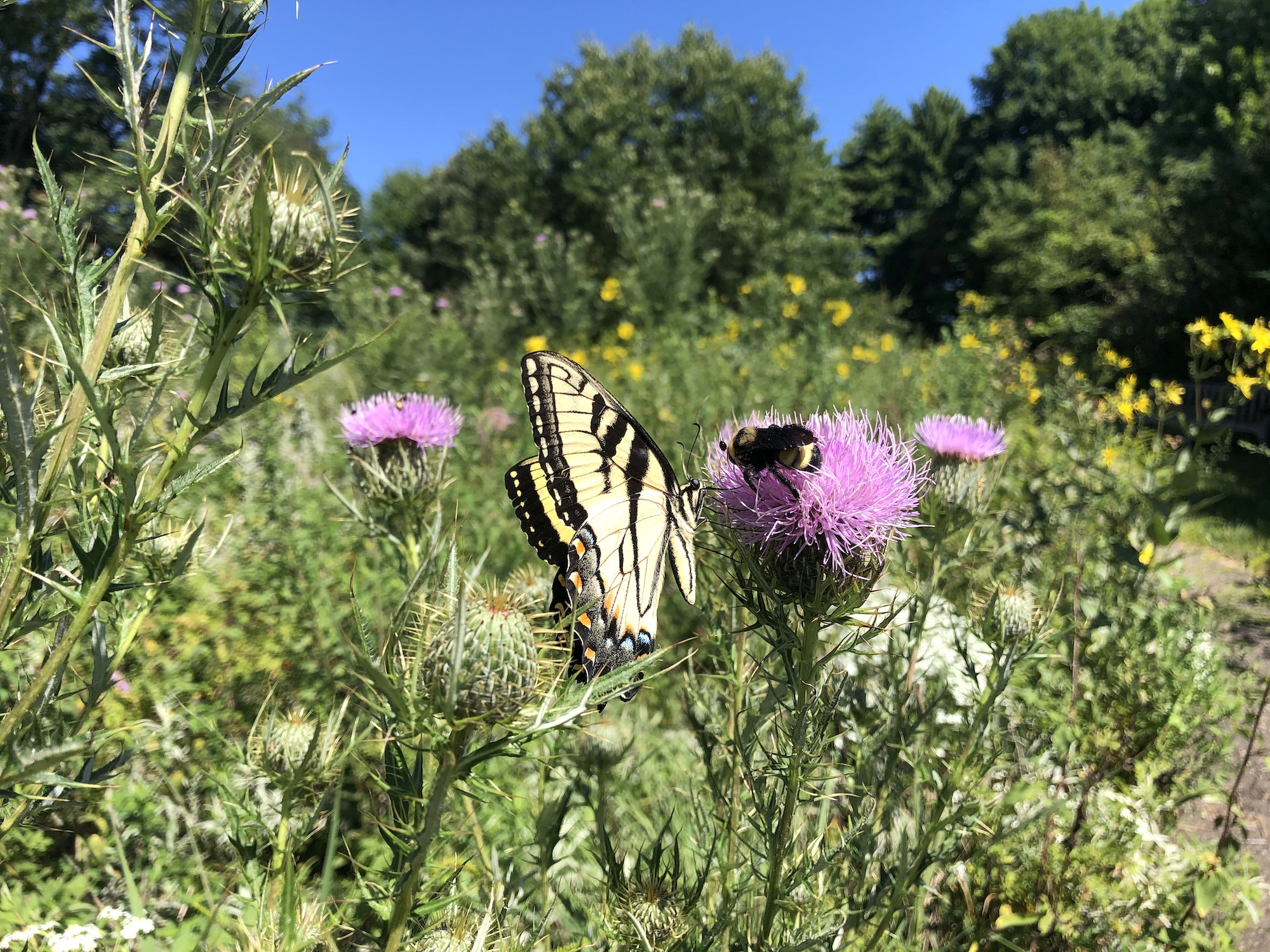 Male Eastern Tiger Swallowtail butterfly on Field Thistle in UW Arboretum Curtis Prairie in Madison, Wisconsin on August 16, 2020.