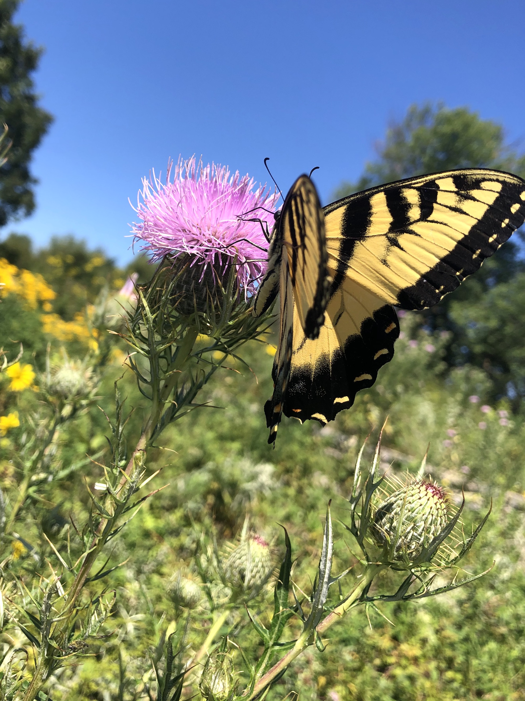 Eastern Swallowtail butterfly on Field Thistle near the Arborteum Visitor's Center in Madison, Wisconsin on August 16, 2020.