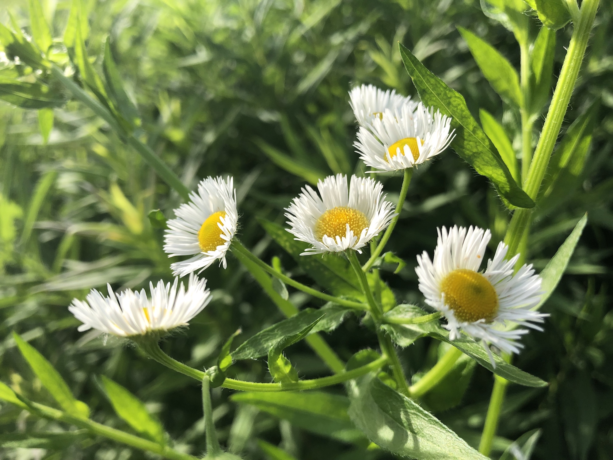 Fleabane on bank of retaining pond at the corner of Manitou Way and Nakoma Road in Madison, Wisconsin on June 26, 2019.