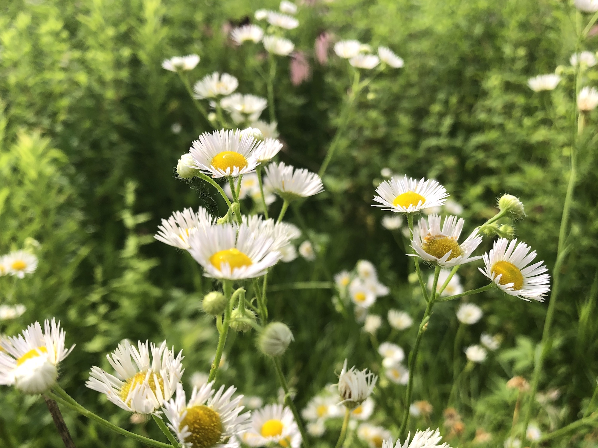Fleabane on bank of retaining pond at the corner of Manitou Way and Nakoma Road in Madison, Wisconsin on July 6, 2019.