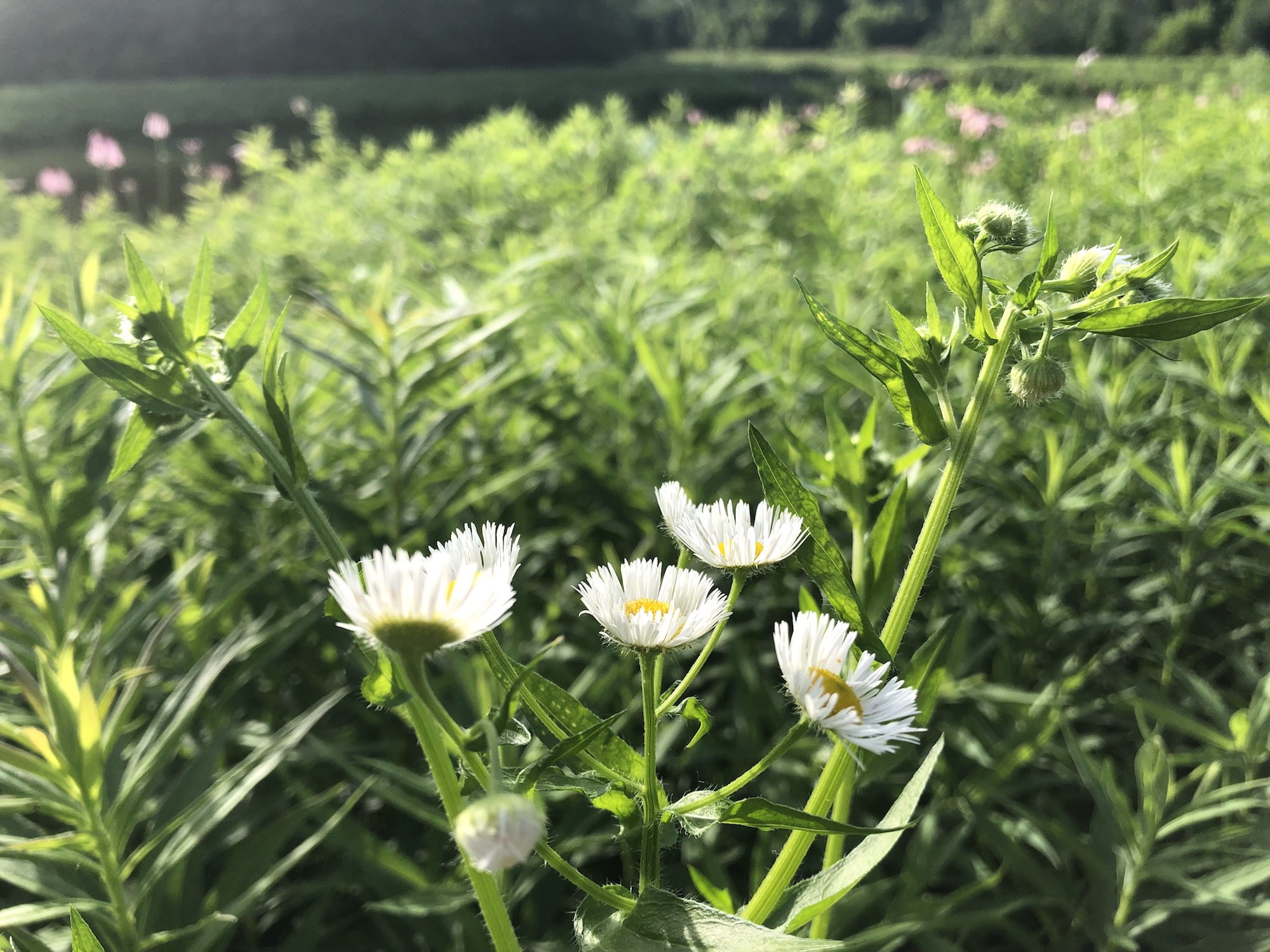 Fleabane on bank of retaining pond at the corner of Manitou Way and Nakoma Road in Madison, Wisconsin on June 26, 2019.