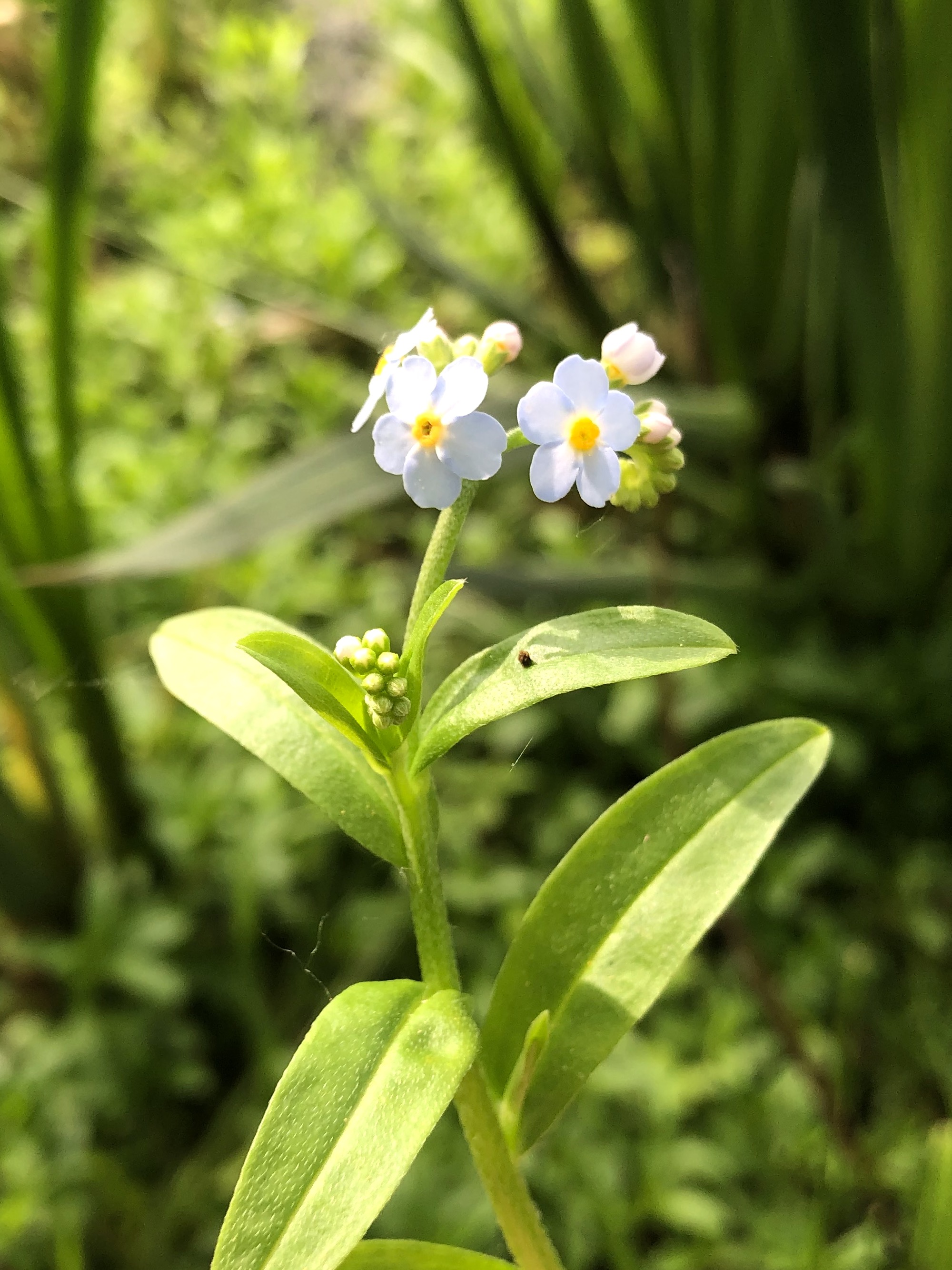 True Forget-me-not near cattails at Pickford Street stormwater outflow into Lake Wingra in Madison, Wisconsin on May 25, 2021.
