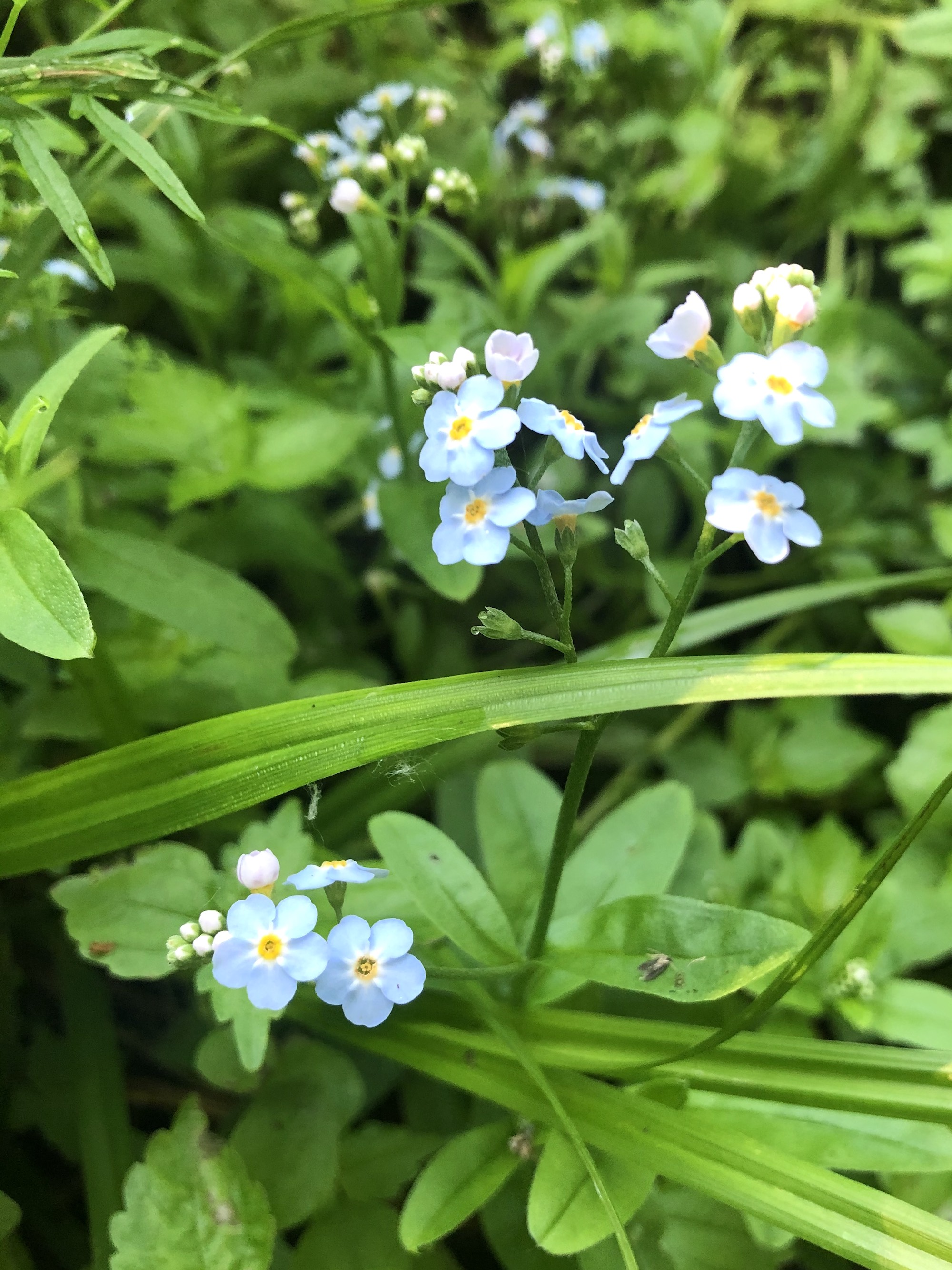 True Forget-me-not near cattails at Pickford Street stormwater outflow into Lake Wingra in Madison, Wisconsin on June 17, 2020.