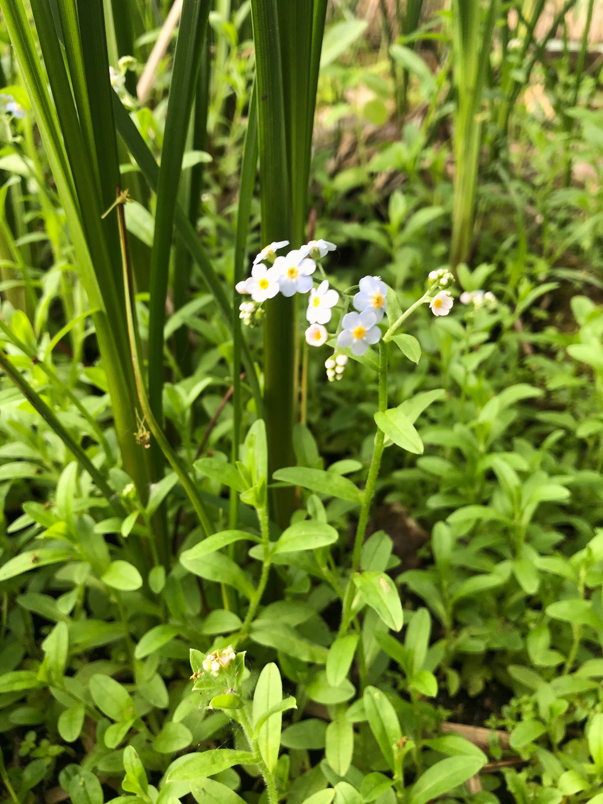 True Forget-me-not near cattails at Pickford Street stormwater outflow into Lake Wingra in Madison, Wisconsin on May 25, 2021.
