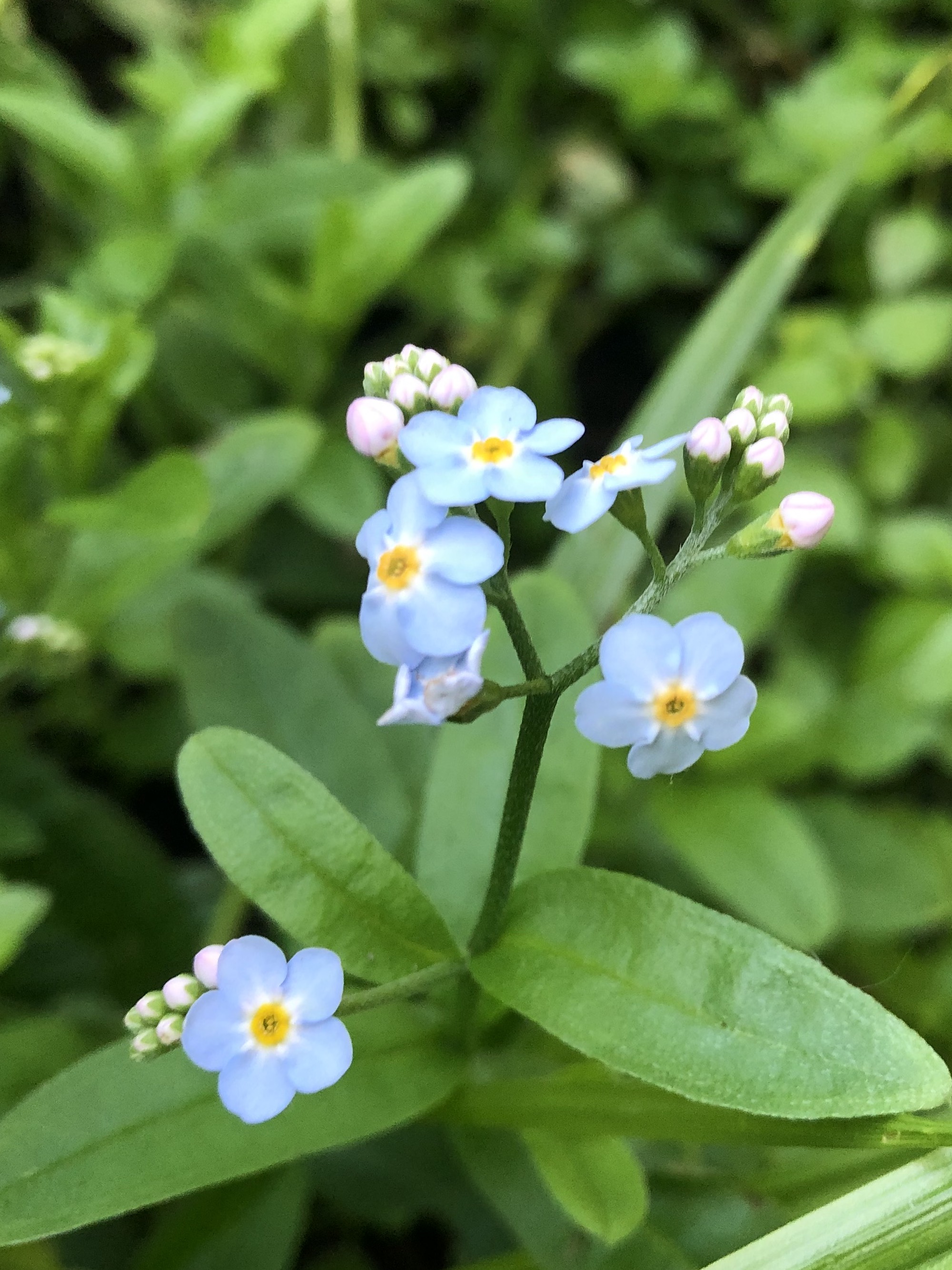 True Forget-me-not near cattails at Pickford Street stormwater outflow into Lake Wingra in Madison, Wisconsin on June 14, 2020.