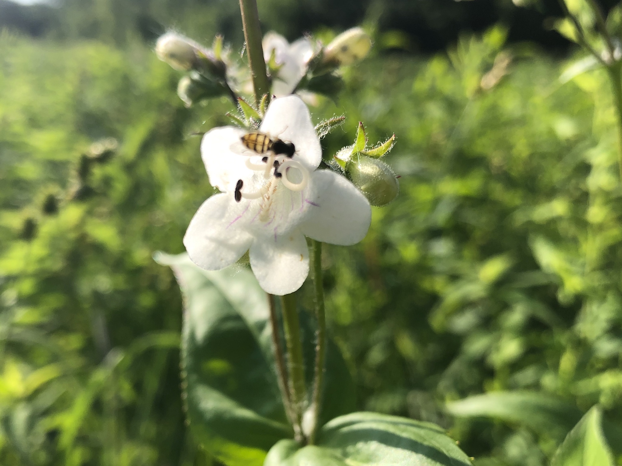 Foxglove Beardtongue on the banks of the retaining pond on June 15, 2019.