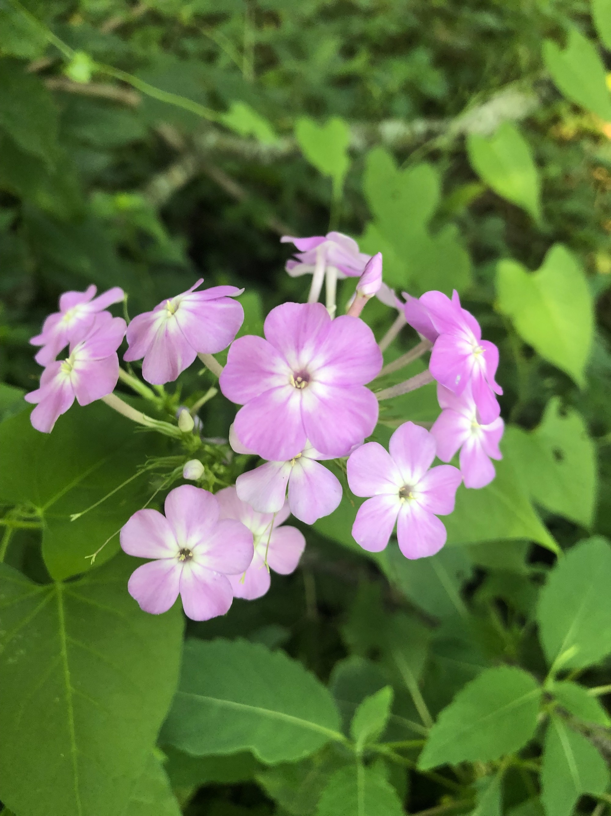 Tall Garden Phlox by Duck Pond on July 13, 201.