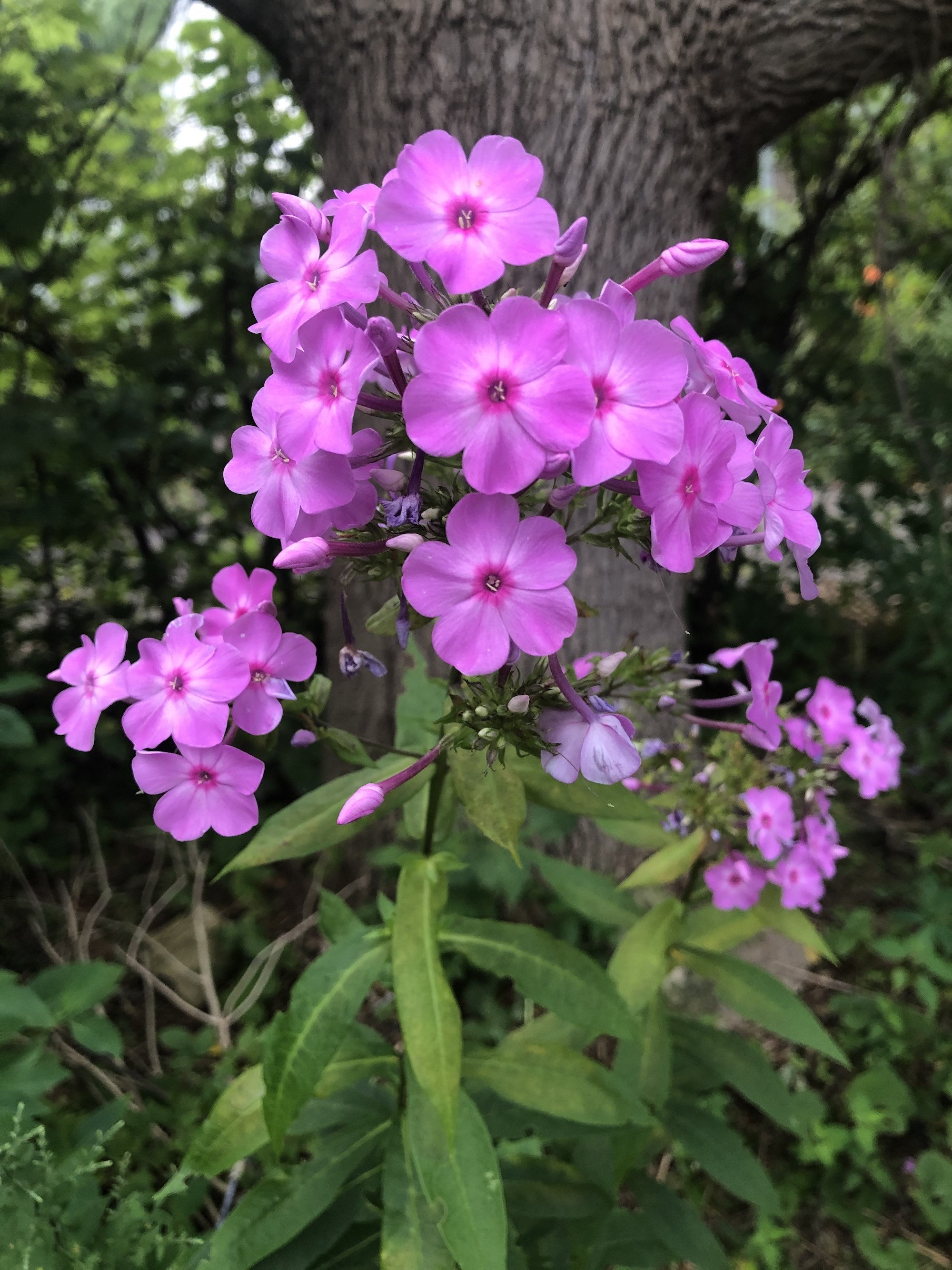 Tall Garden Phlox by Duck Pond on July 30, 2020.