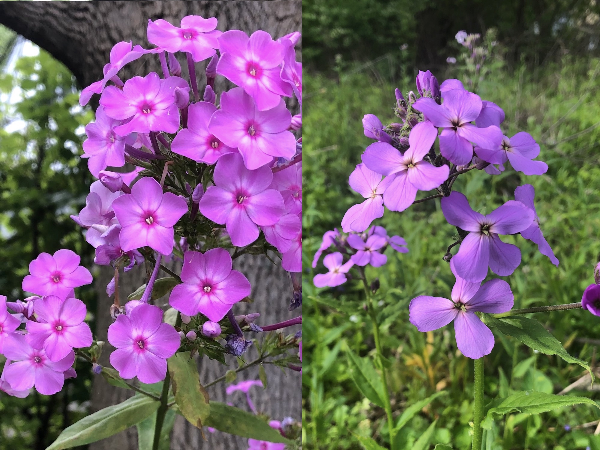 Difference between Tall Garden Phlox and Dames Rocket.