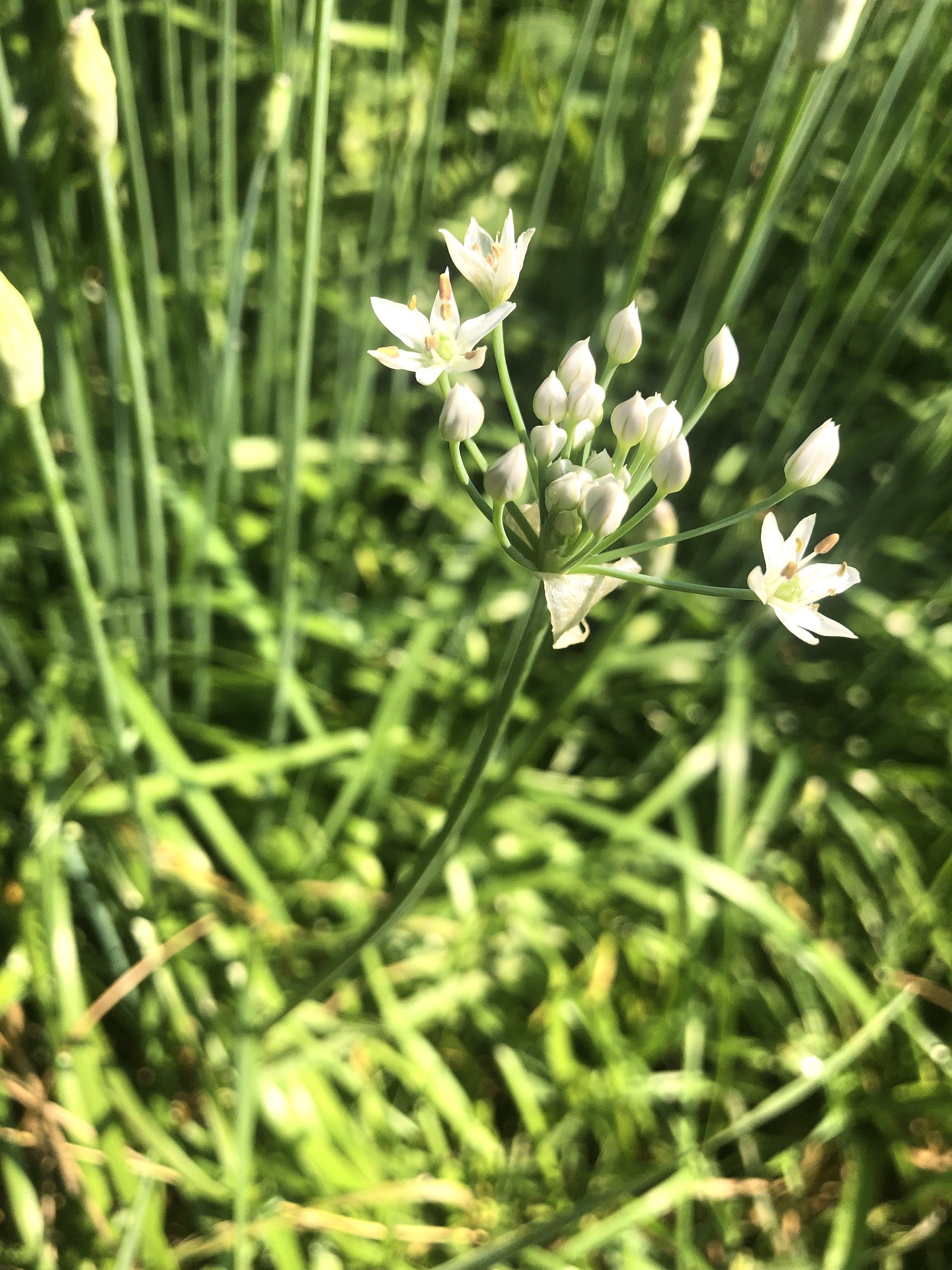 Garlic Chives in ditch along bikepath behind Fox Avenue in Madison, Wisconsin on August 18, 2021.