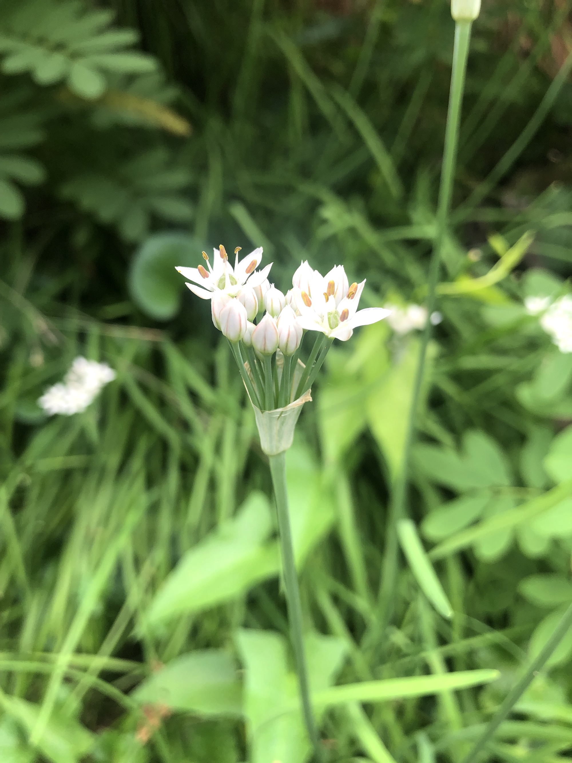 Garlic Chives in ditch along bikepath behind Fox Avenue in Madison, Wisconsin on September 5, 2022.