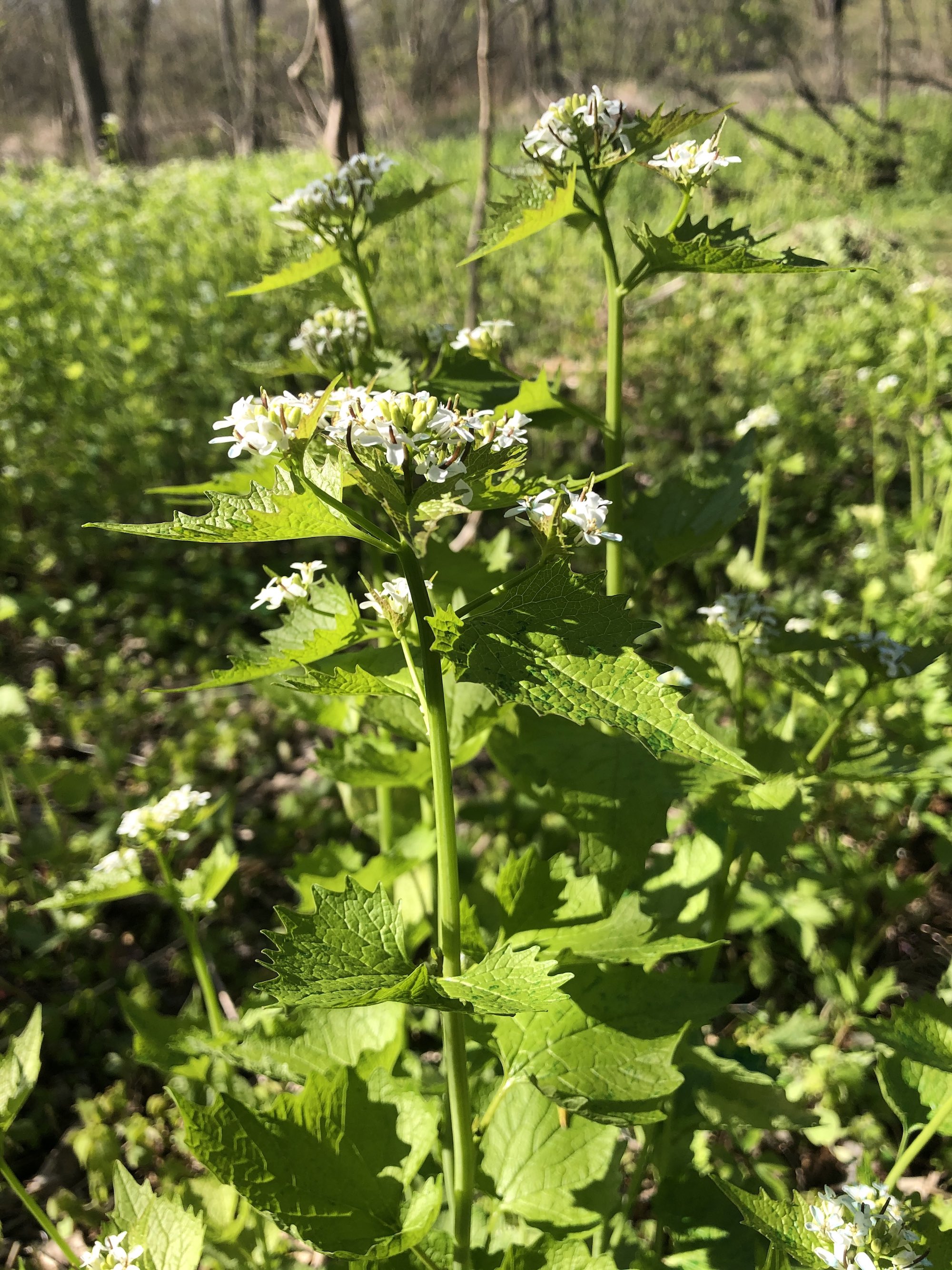 Garlic Mustard by Duck Pond in Madison, Wisconsin on May 12, 2020.