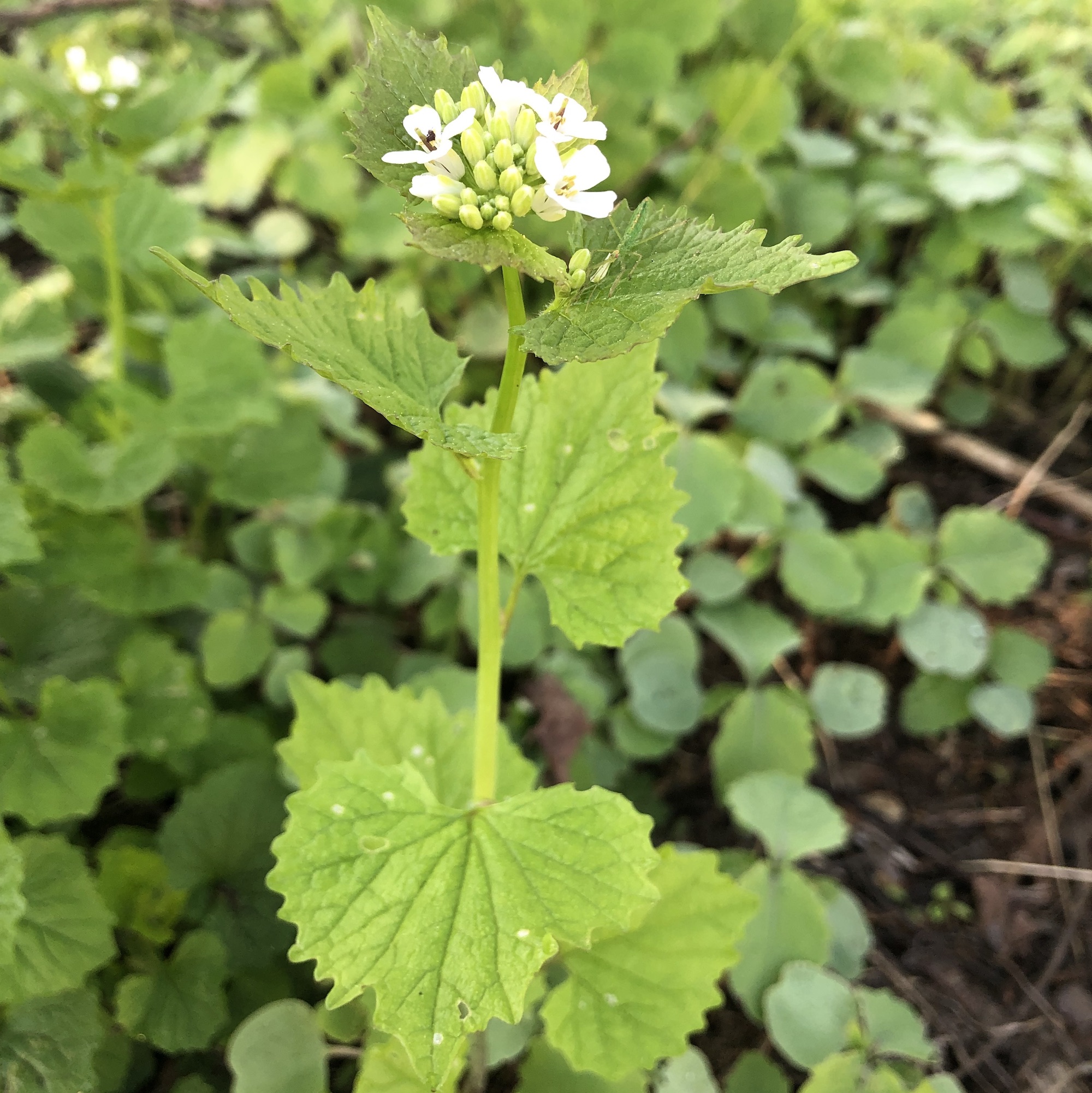 Garlic Mustard by Duck Pond in Madison, Wisconsin on May 15, 2019.