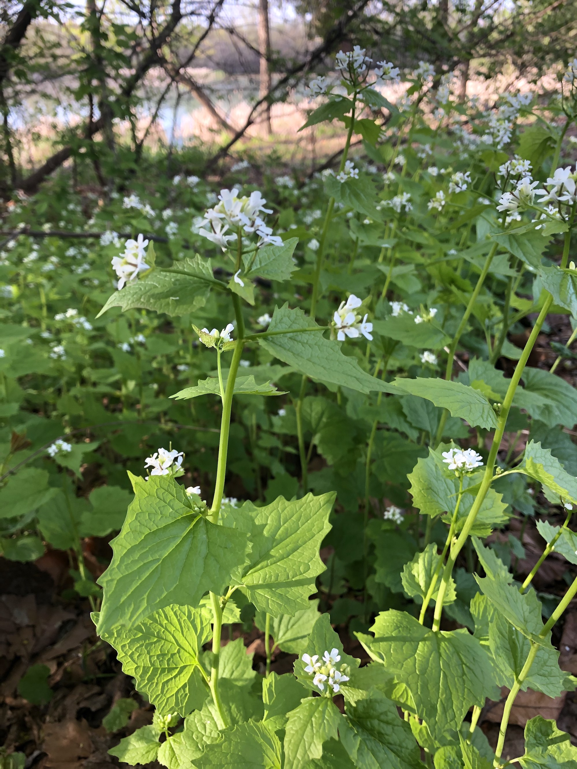 Garlic Mustard by Duck Pond in Madison, Wisconsin on May 13, 2020.