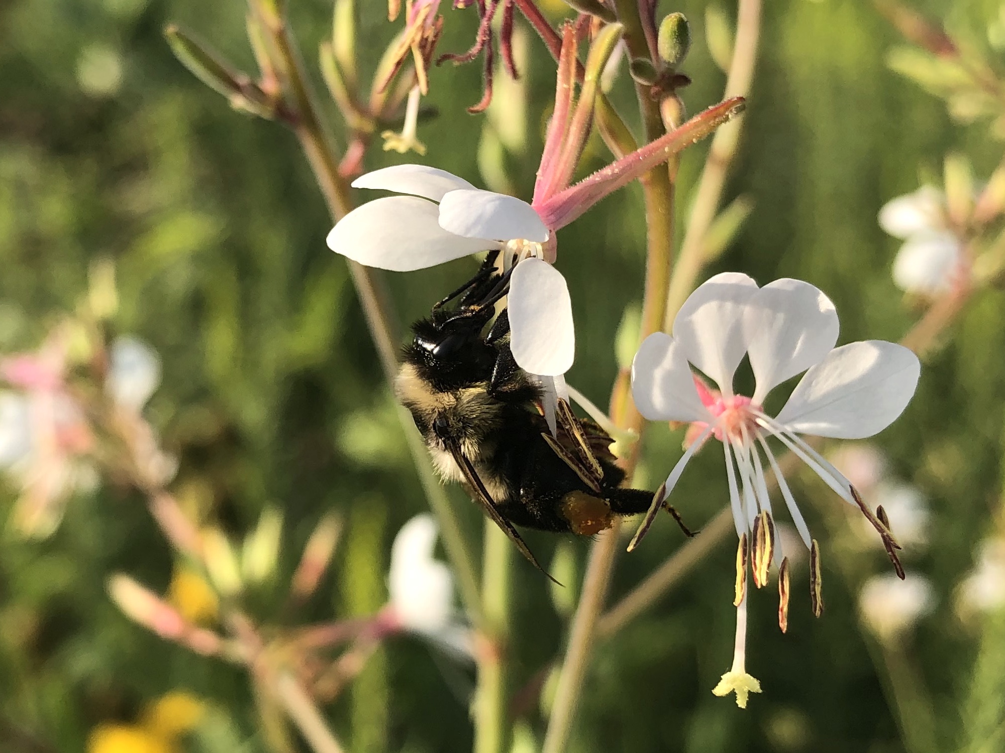 Bumblebee on Biennial Gaura near Marion Dunn Pond on August 13, 2021.