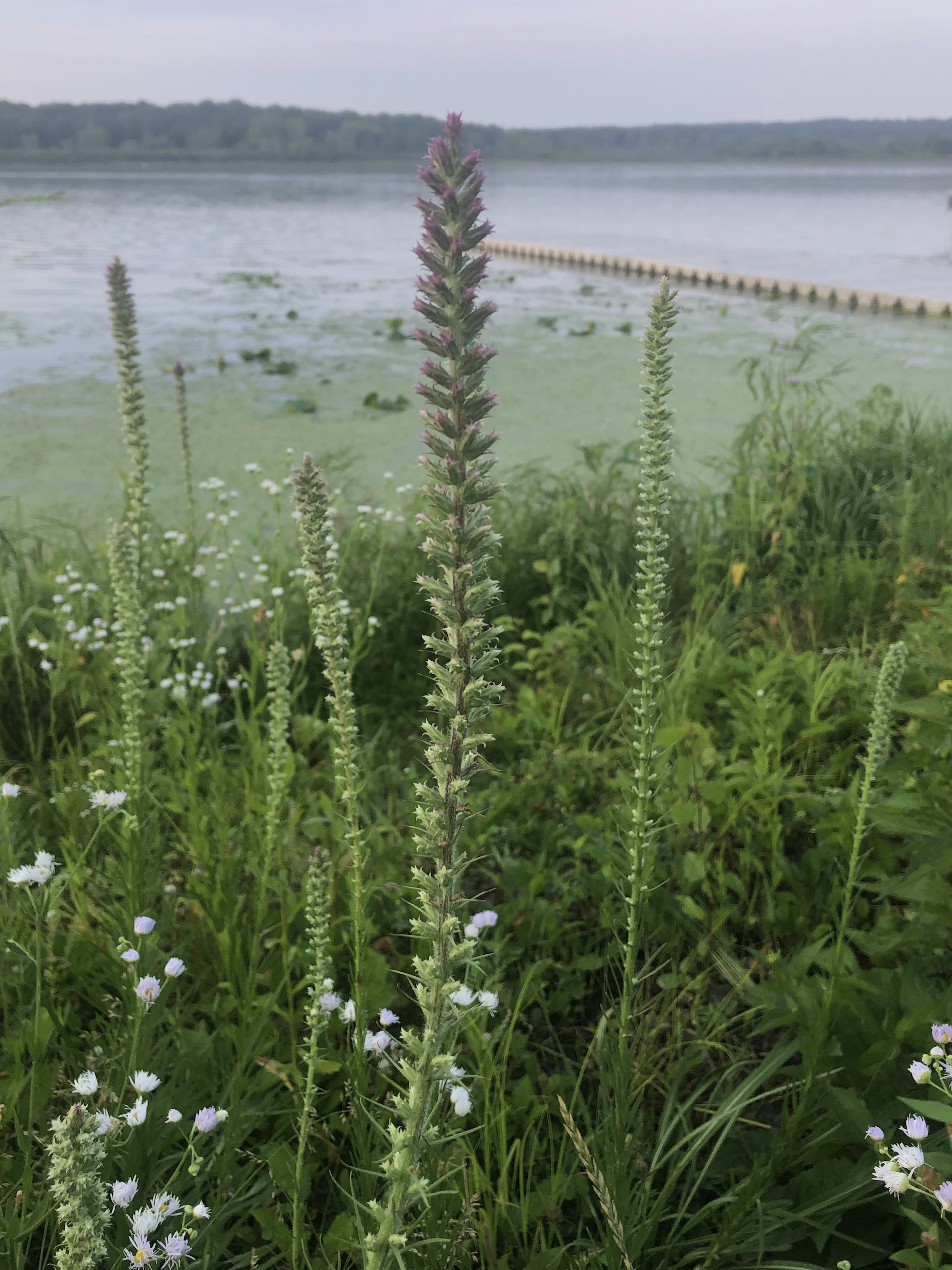 Prairie Blazing Star on the shore of Lake Wingra in Wingra Park on July 9, 2020.