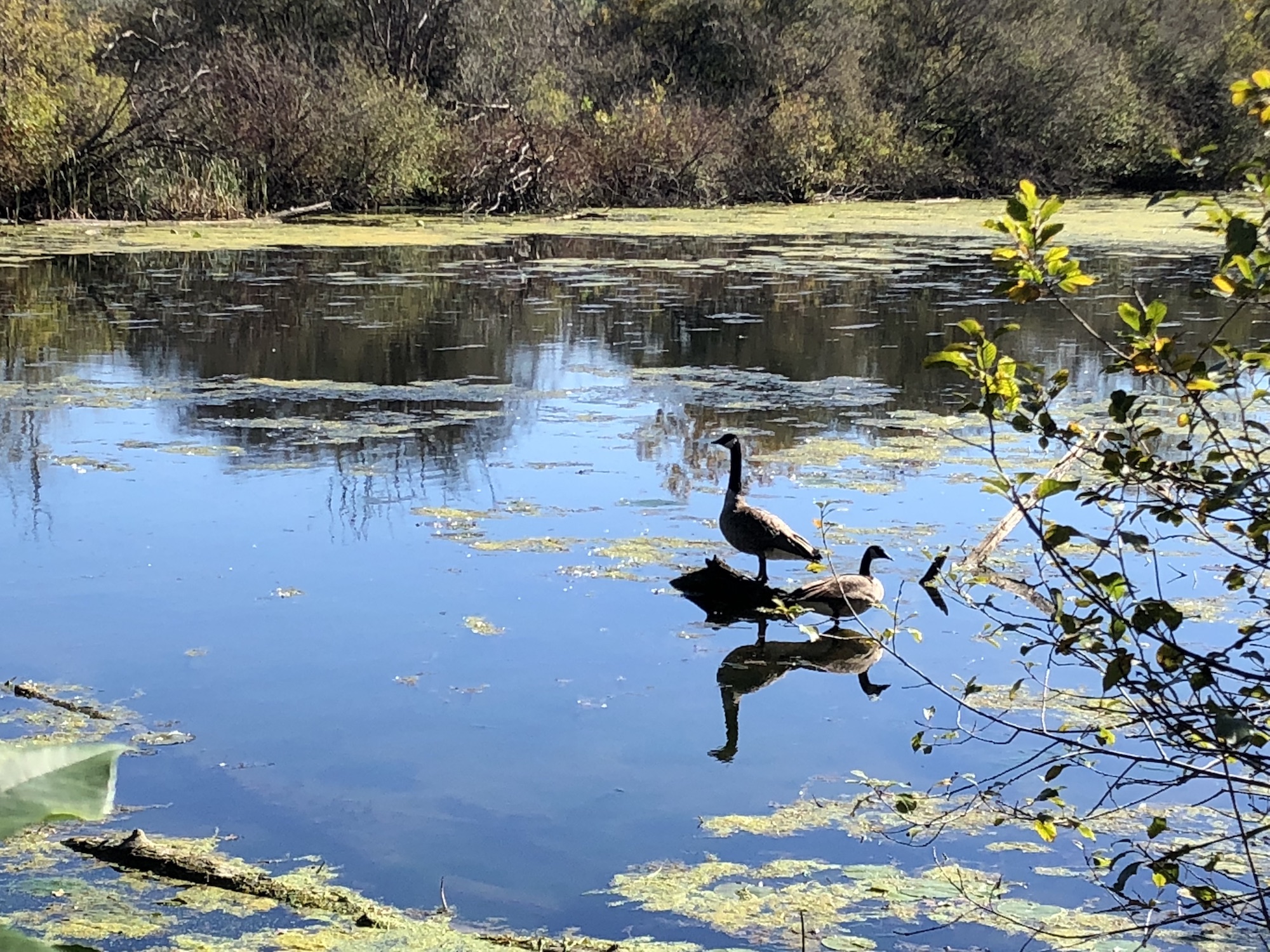 Canada Geese in Ho-Nee-Um Pond in the UW Arboretum on October 4, 2018.