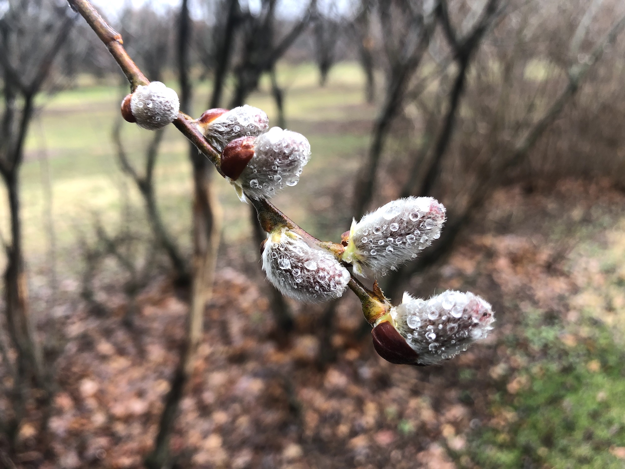 Giant Pussy Willow in UW-Madison Arboretum on March 24, 2021.